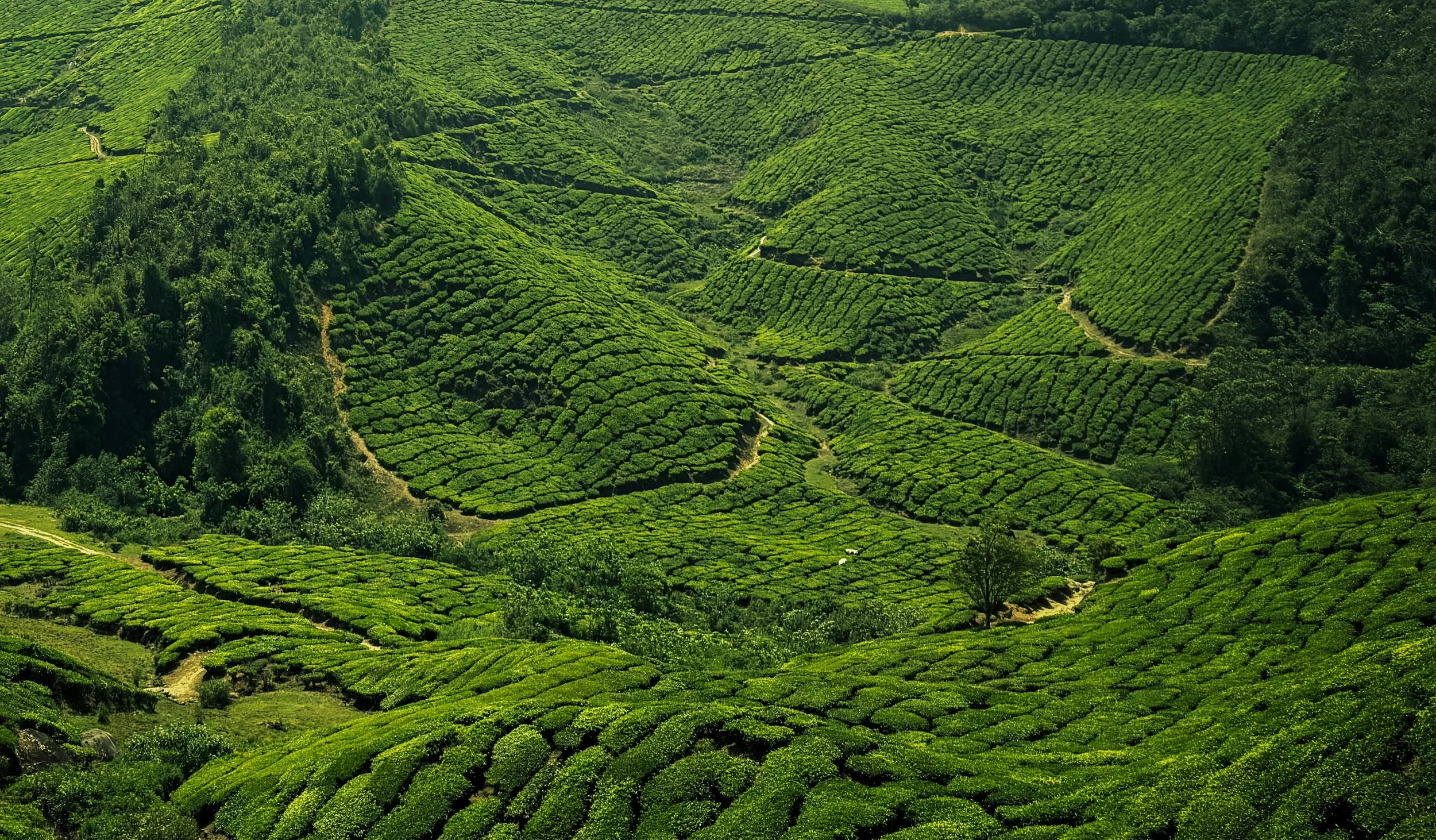 Asia Sustainable Travel_Postcard Travel Club_Kerala.jpg