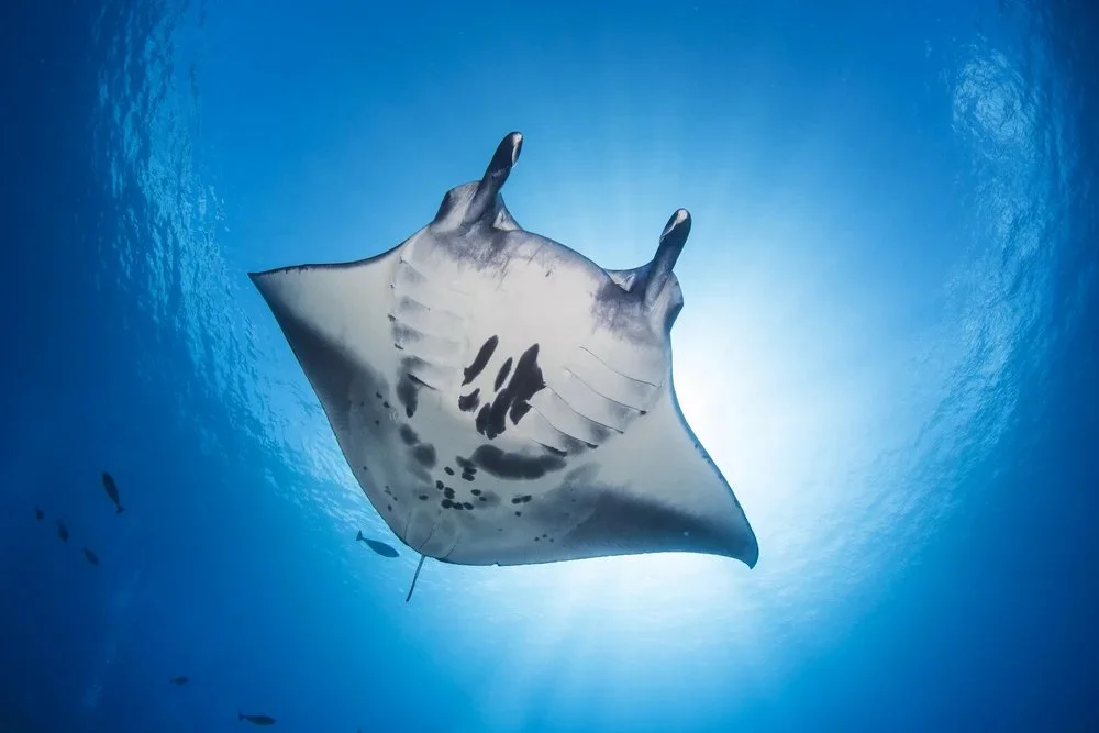 Asia Sustainable Travel MUI Manta Ray.jpeg