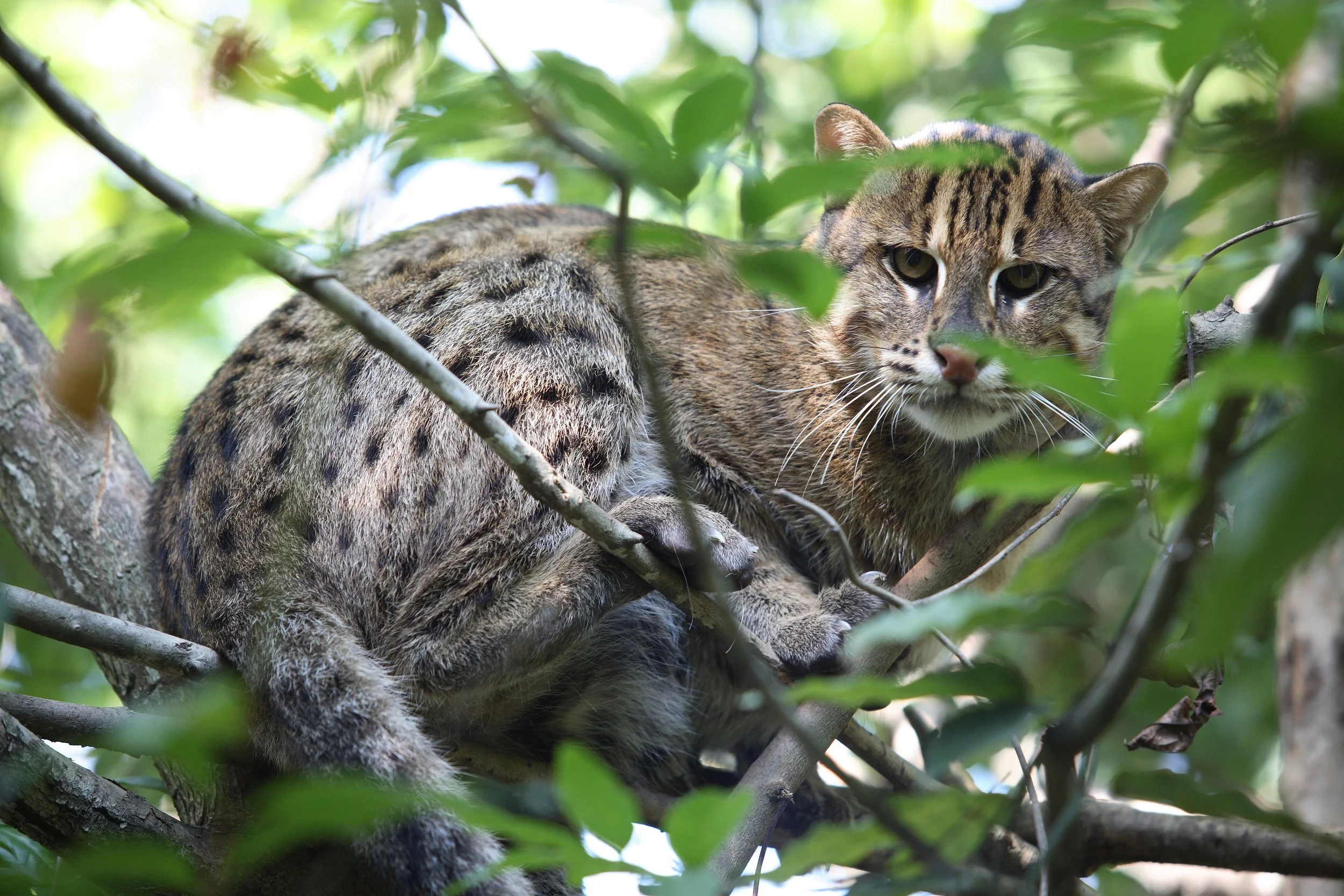 Fishing Cat.jpg