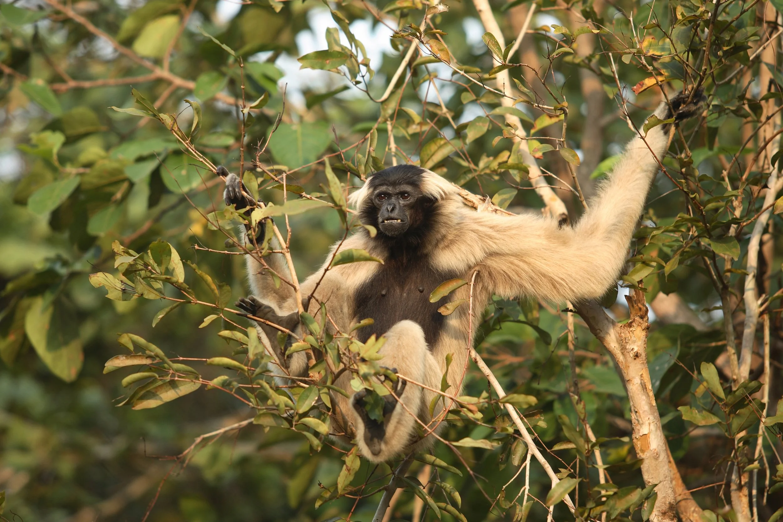 Gibbon.jpg