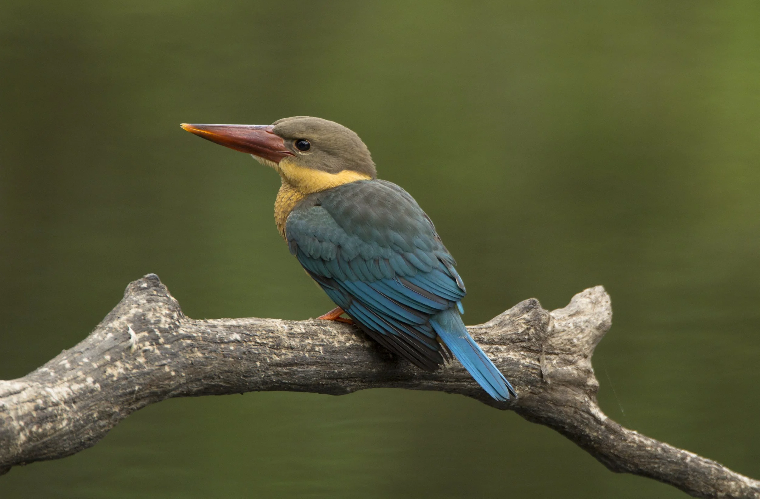 StorkBilledKingfisher.jpg