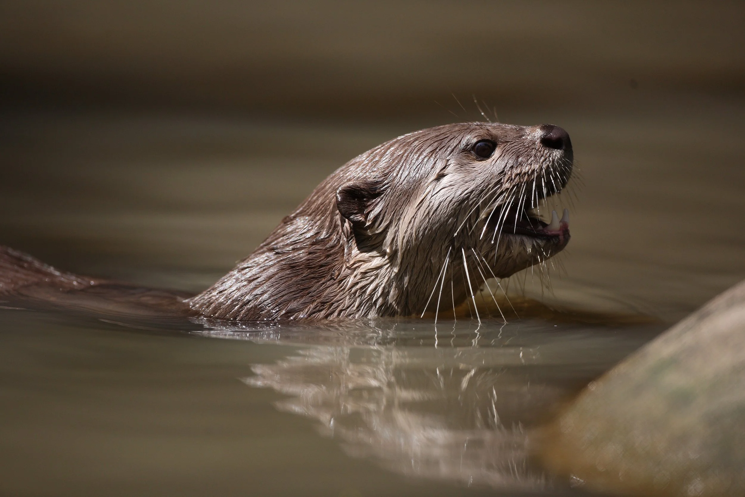 Smooth Coated Otter.jpg