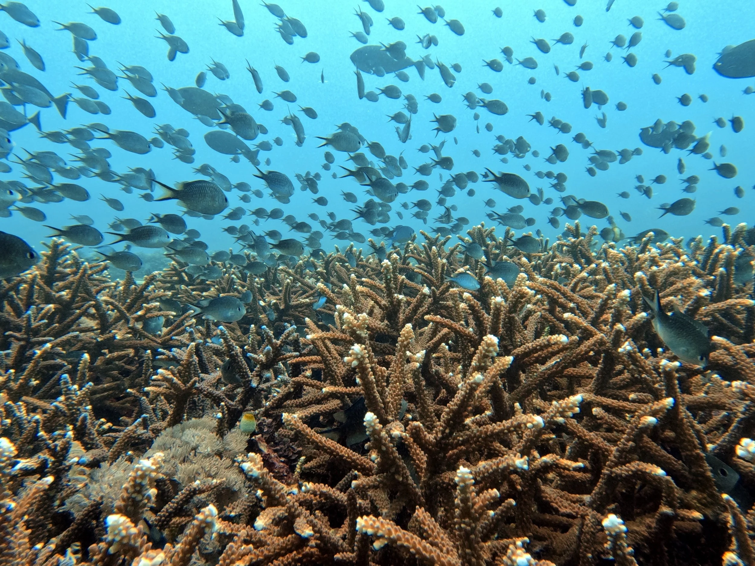 Livingseas Asia - 6.jpeg