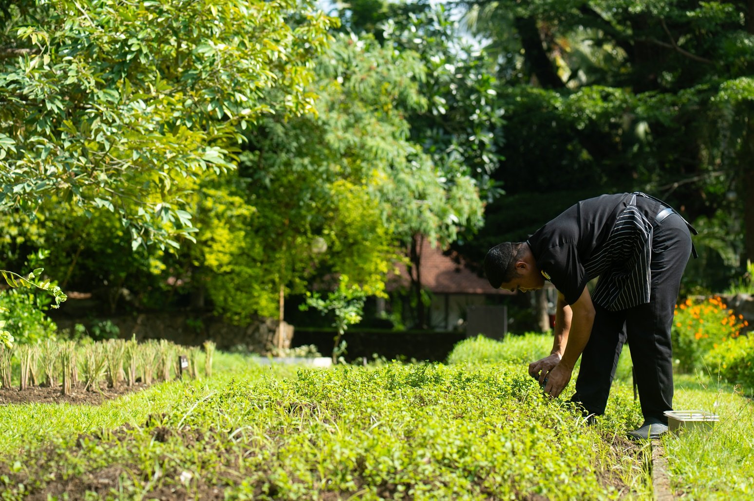 Asia Sustainable Travel - The Farm at San Benito, Autograph Collection - garden 2.JPG