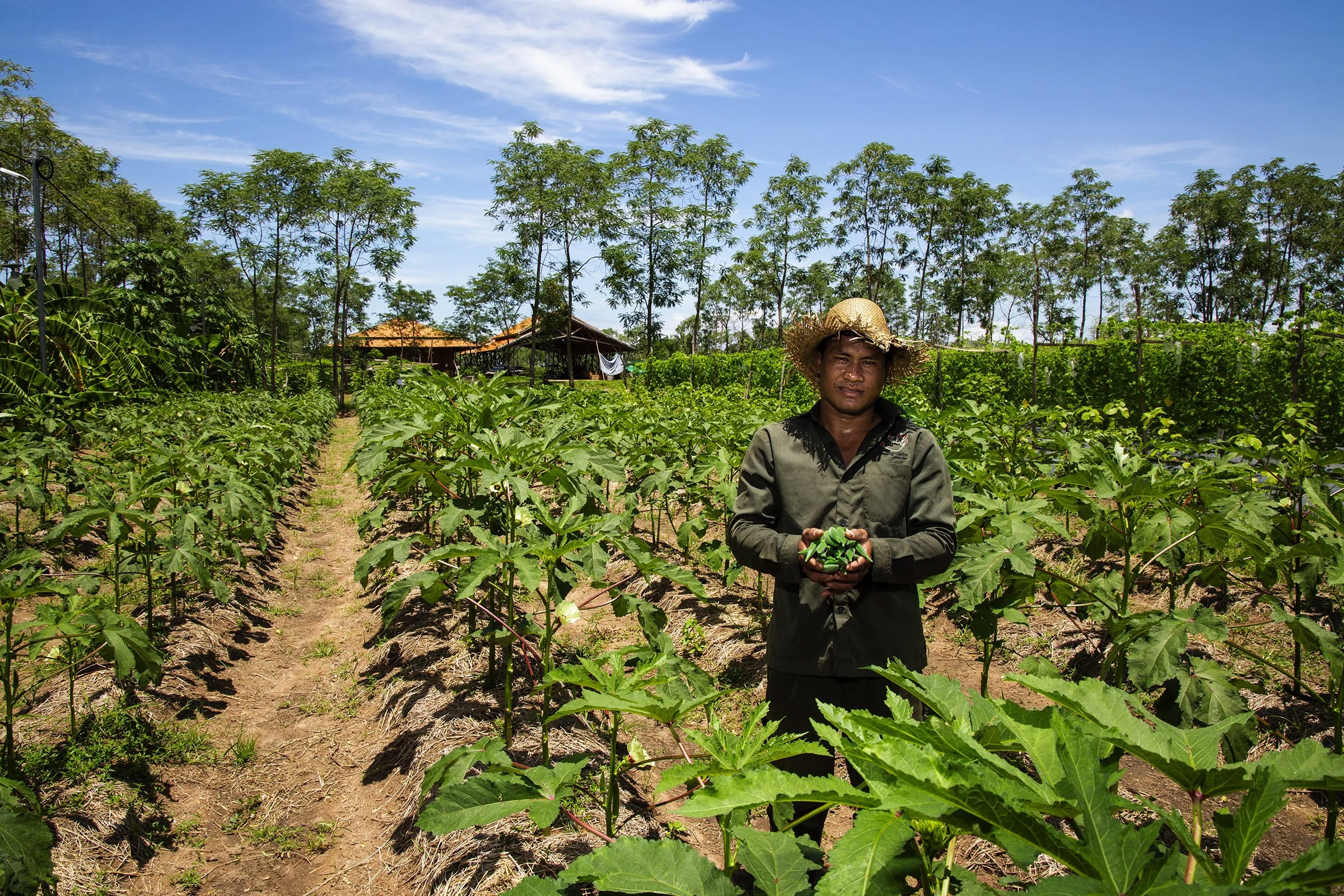 Vegetable Farming.jpg
