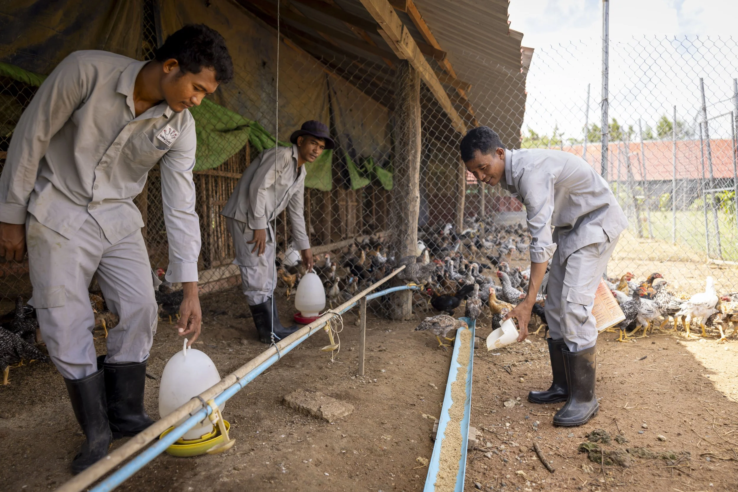 Smiling Gecko – Chicken Farming_1.jpg