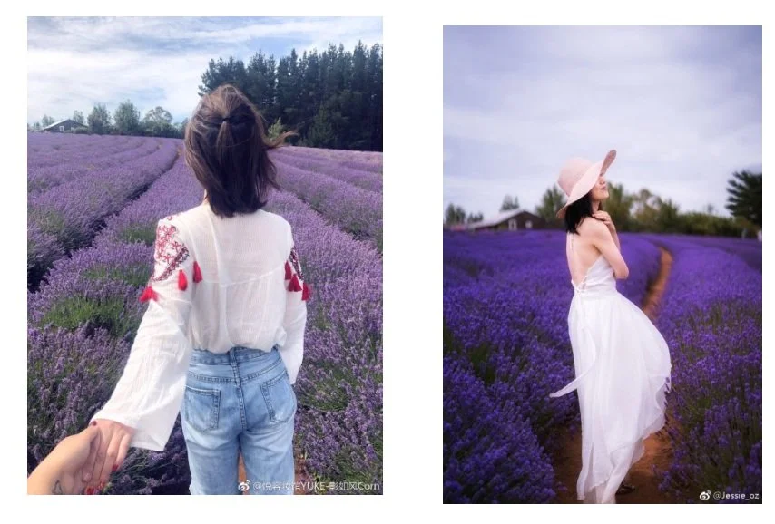 Bridestowe Lavender Farm