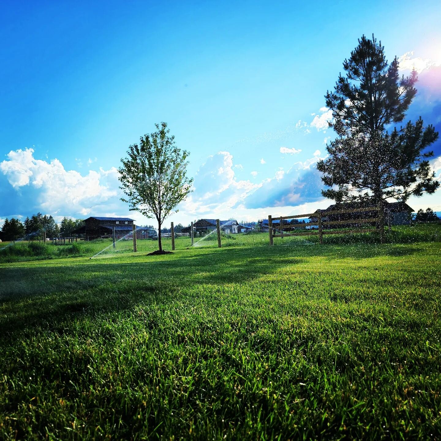 Sod coming in nice @columbiaview406 and a nice shade tree addition yesterday to complete the backyard.