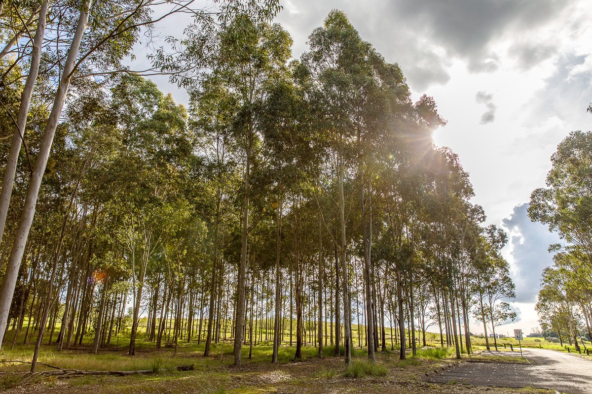 Rouse Hill Regional Park-08.jpg