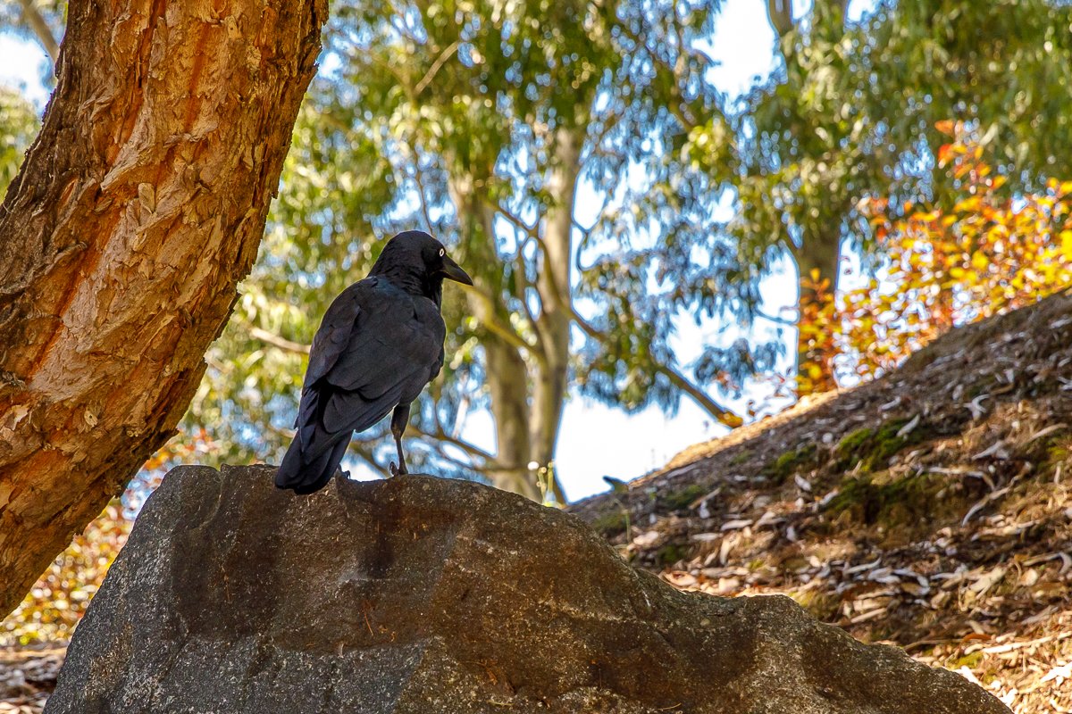 Auburn Botanic Gardens-12.jpg
