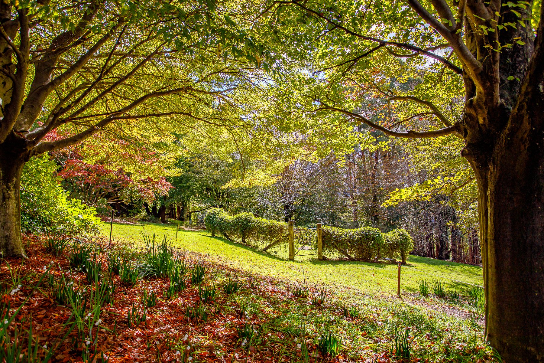 Mt Tomah Botanical Gardens-06.jpg