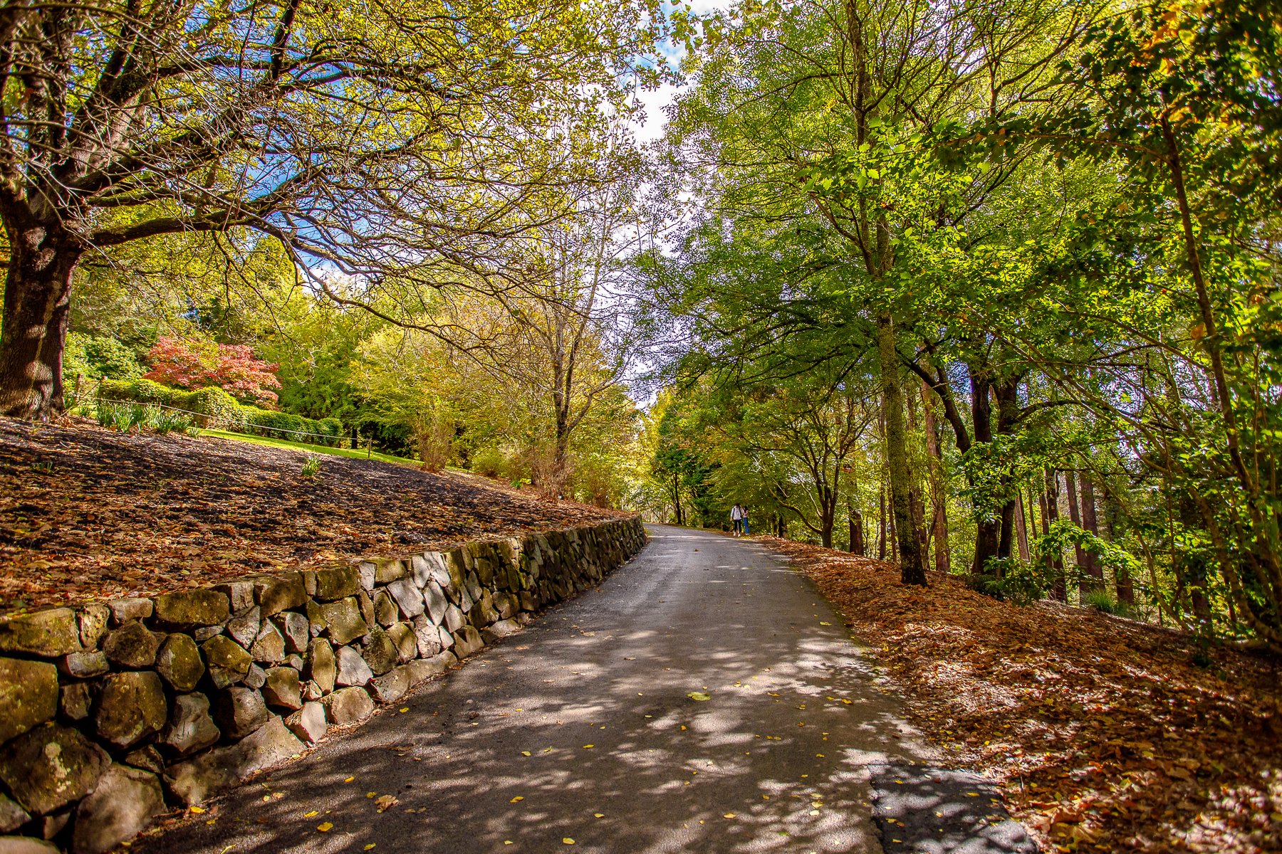 Mt Tomah Botanical Gardens-25.jpg