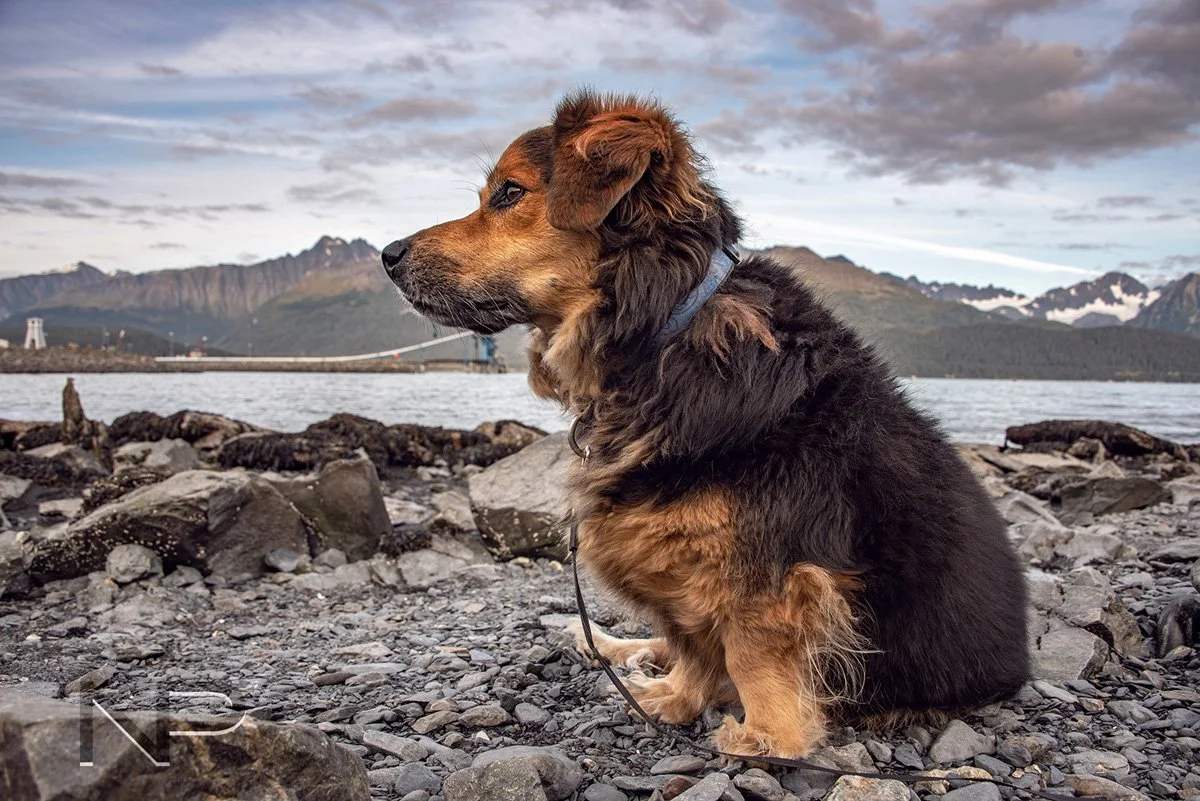 Seward-dog-1-web.jpg