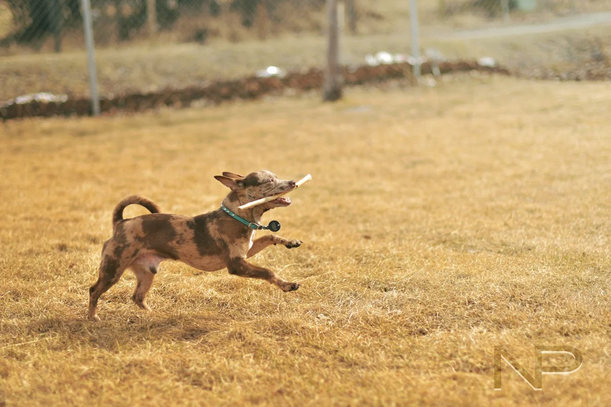 bday-dog-1-web.jpg