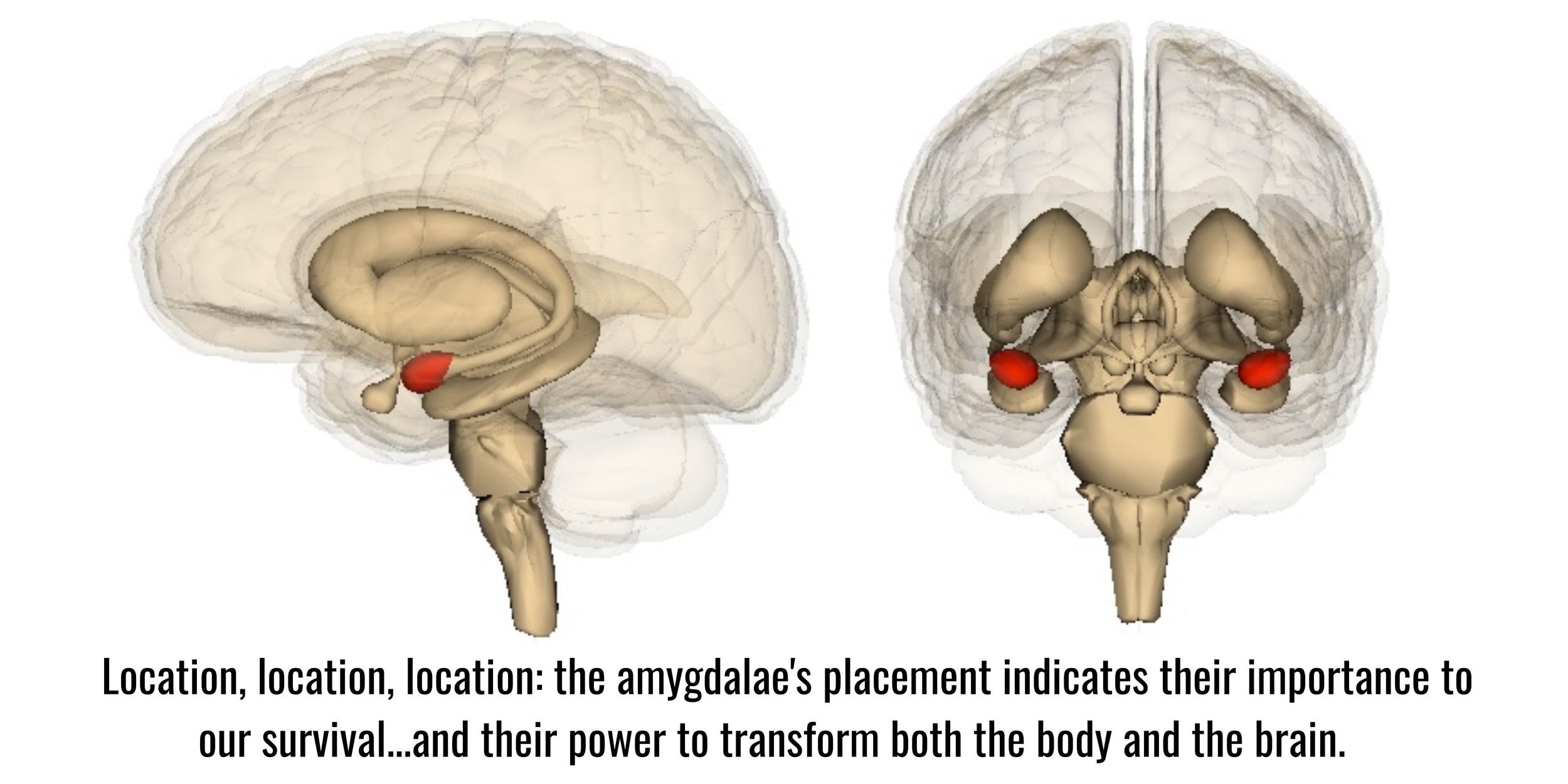 Episode 14: Emotional Rescue: How to Disarm (or Disalarm) the Amygdala ...
