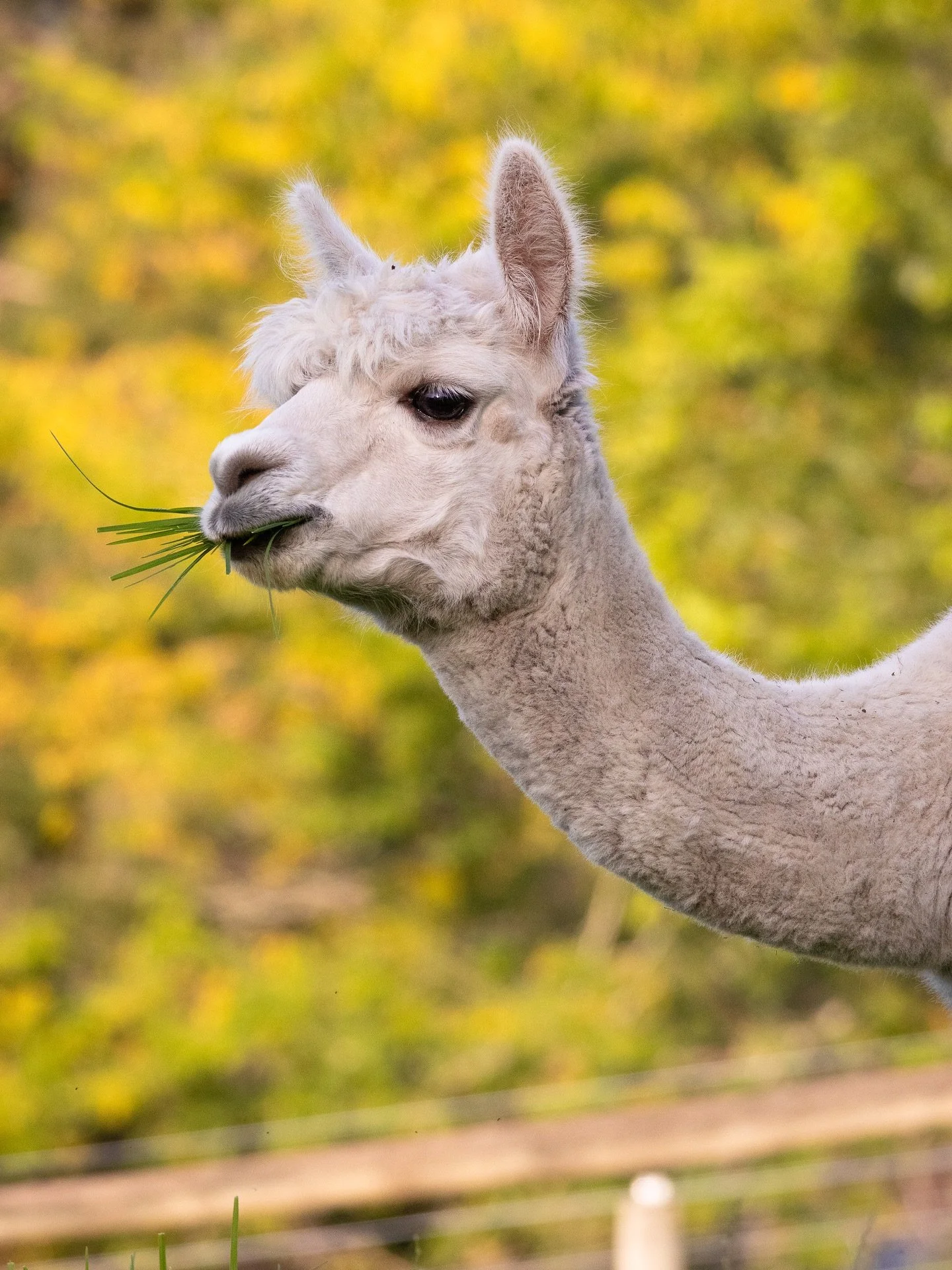 This gorgeous alpaca is the star of a book & she doesn’t even know it! 🦙 I photographed beautiful Pearl out grazing & we decided she was so photogenic she deserved to be on the front cover of @alpaca_dental_services book “Alpaca