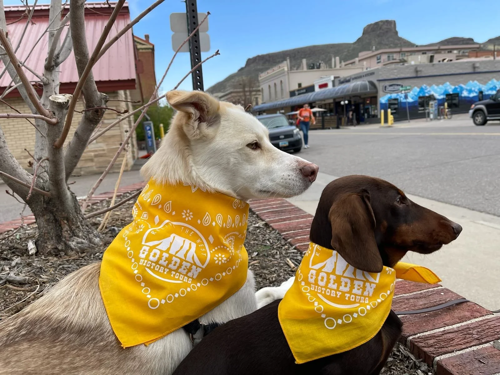A white dog and a brown dog pose wearing gold bandanas.