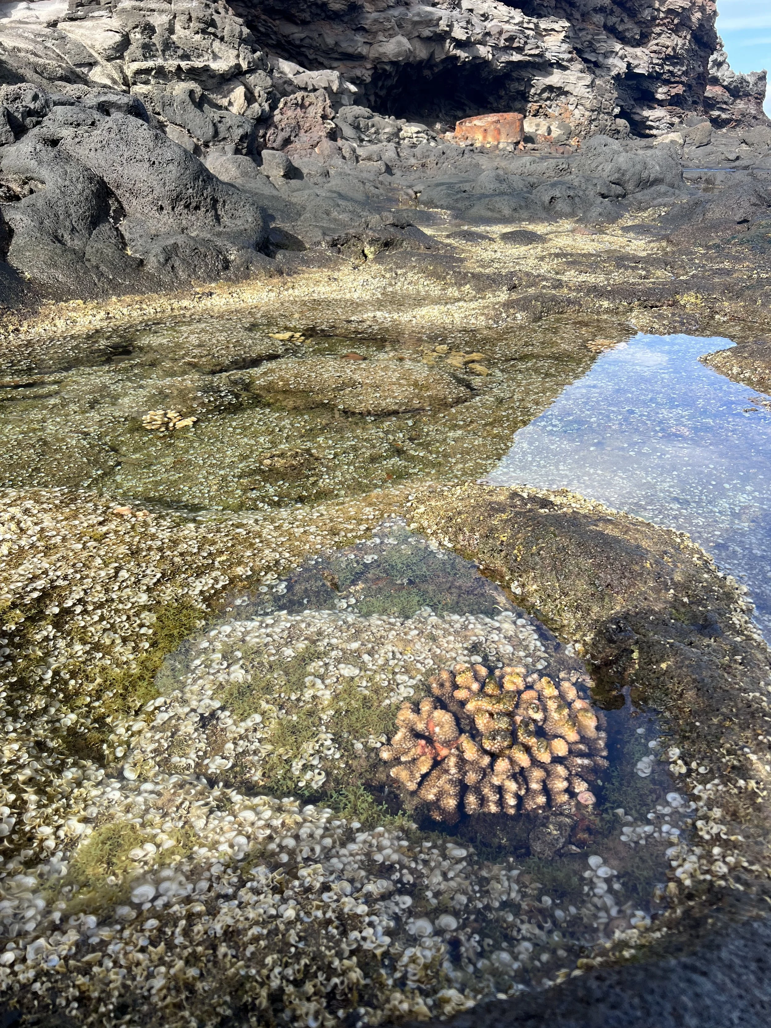 Rocky shoreline with small tide pools filled with shells, seaweed, and coral, with a cliff in the background under a blue sky.