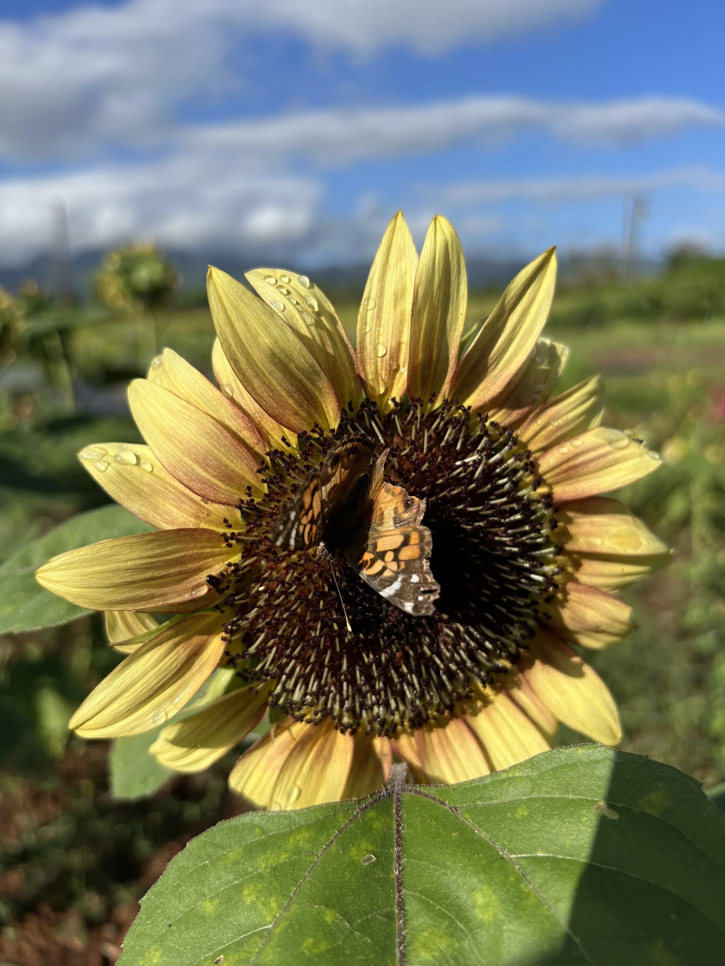 A sunflower with yellow petals and a bee collecting nectar in its dark center, rain droplets on petals, green leaves in foreground, and a blue sky with clouds in the background.