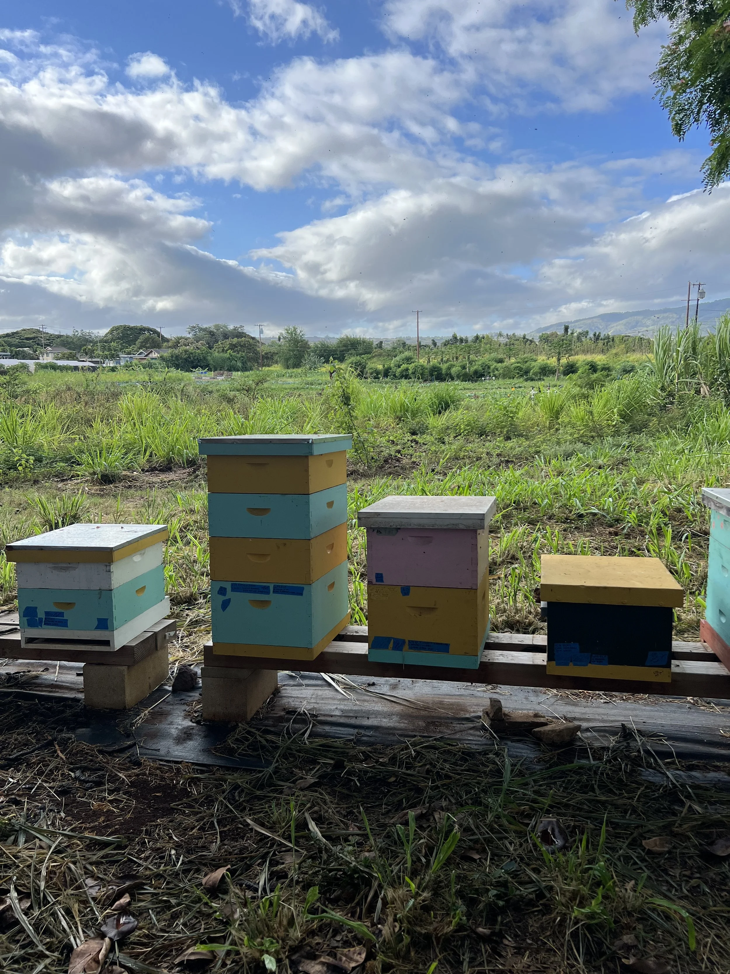 Colorful beehives in an open field, with green grass and a cloudy sky in the background.