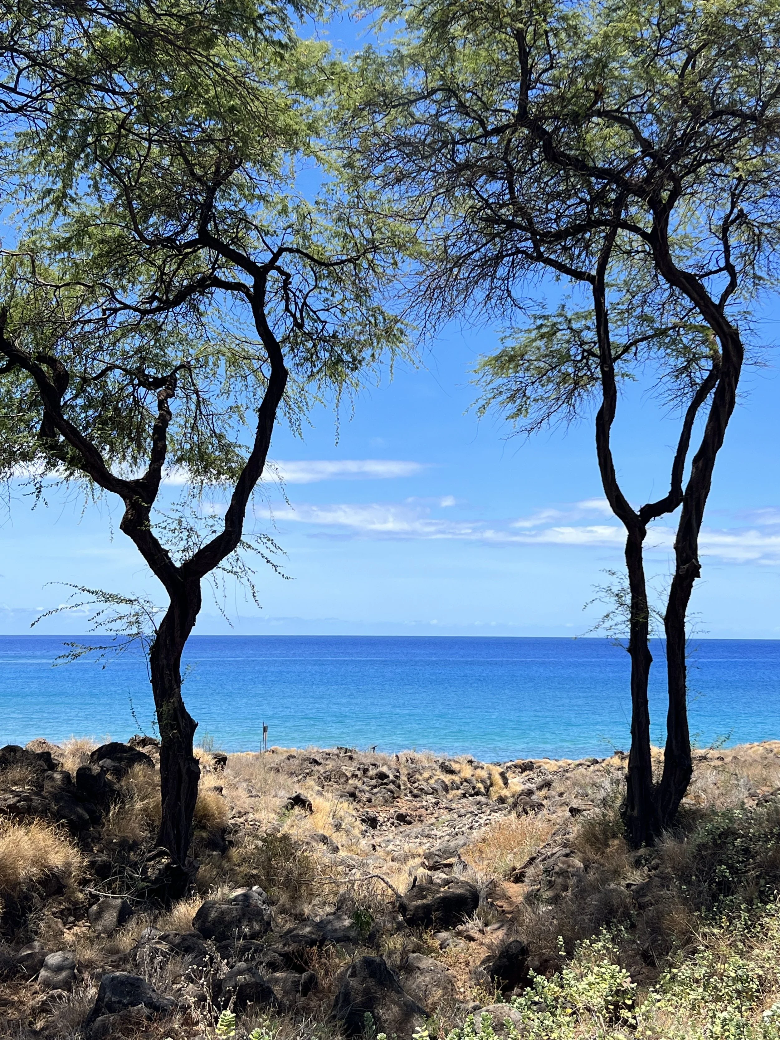 Two leafless trees framing a view of the ocean with a clear blue sky.