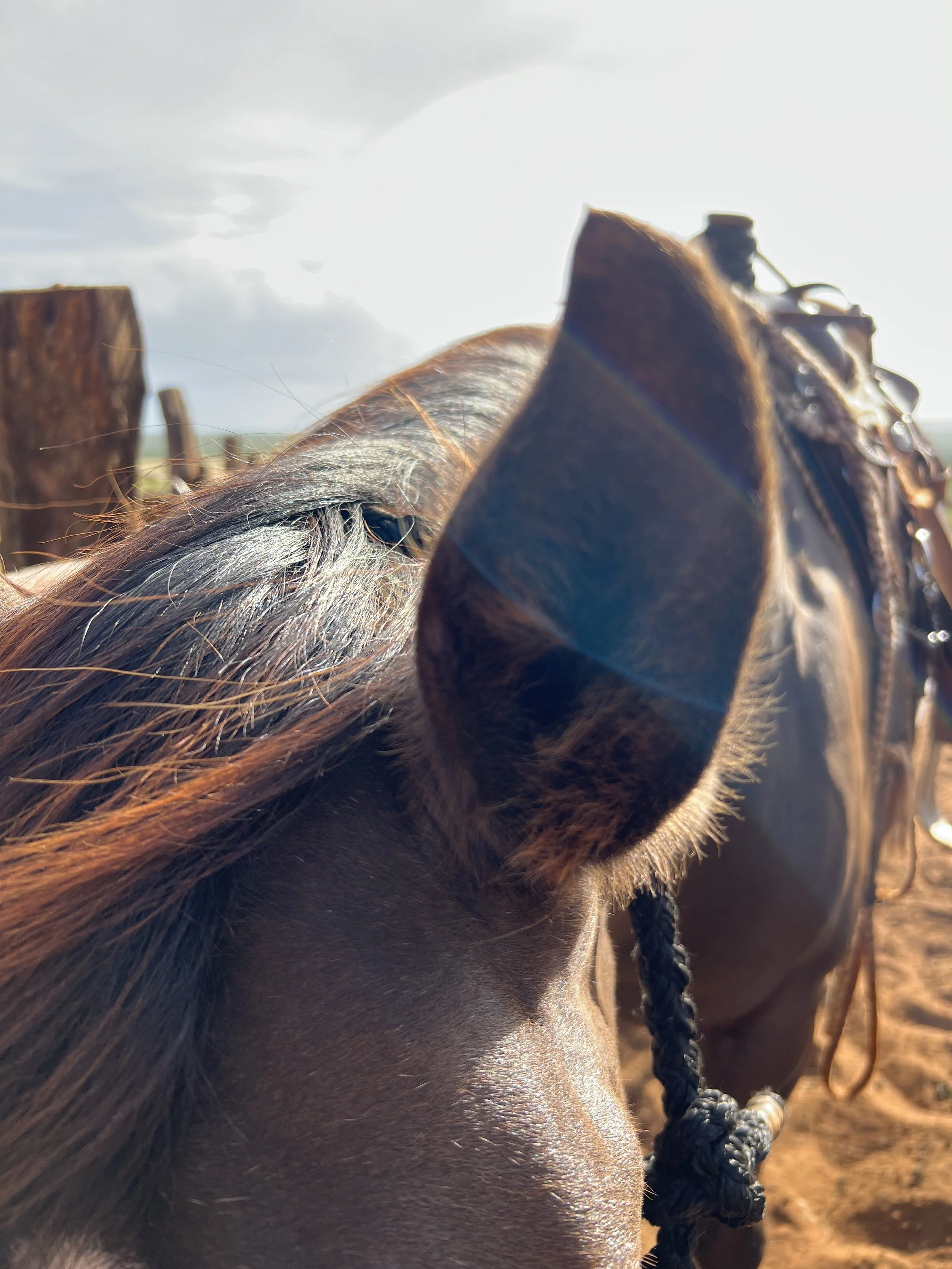 Close-up of a brown horse's head and ear, with sunlight and a wooden fence in the background.