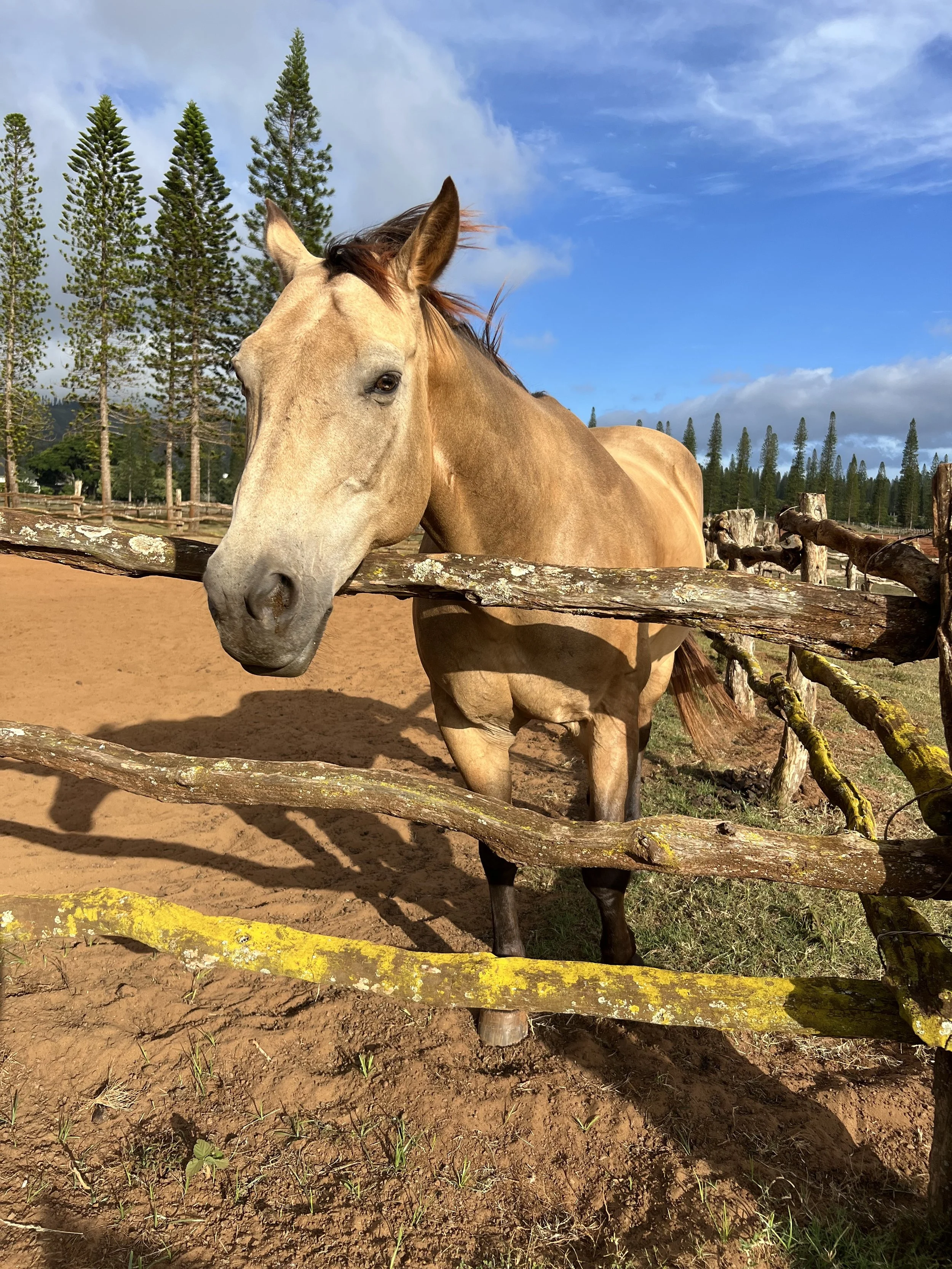 A light brown horse with a dark mane standing behind a rustic wooden fence on a sunny day. The horse's head is resting on the top rail of the fence, with a background of tall pine trees and a partly cloudy blue sky.