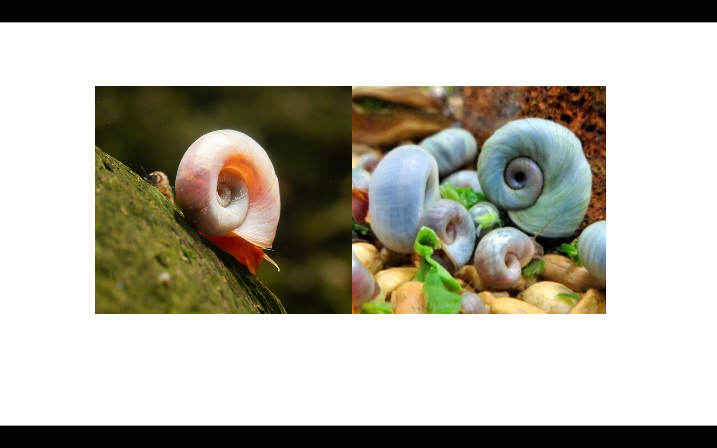 blue pink ramshorn snail