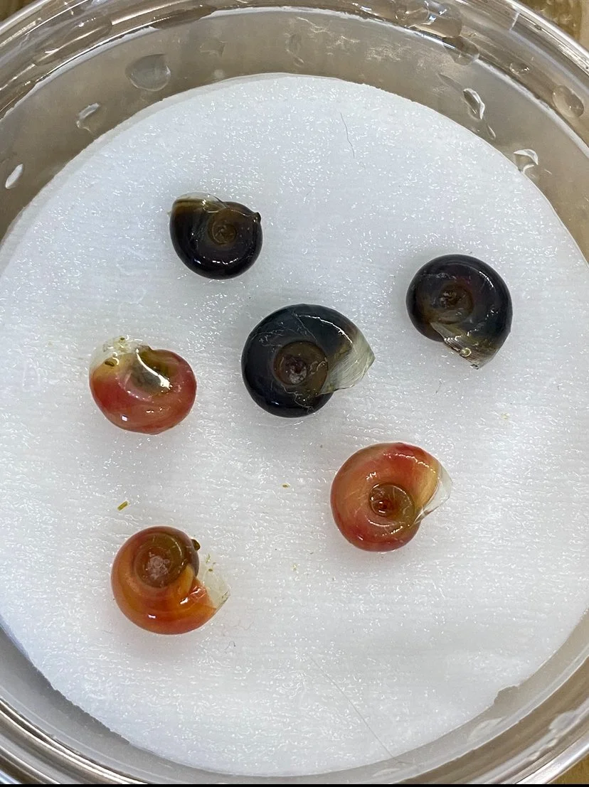 HIGH GRADE Pink Pearl & Blue/Black Leopard Ramshorn Snail Mix Freshwater Aquarium