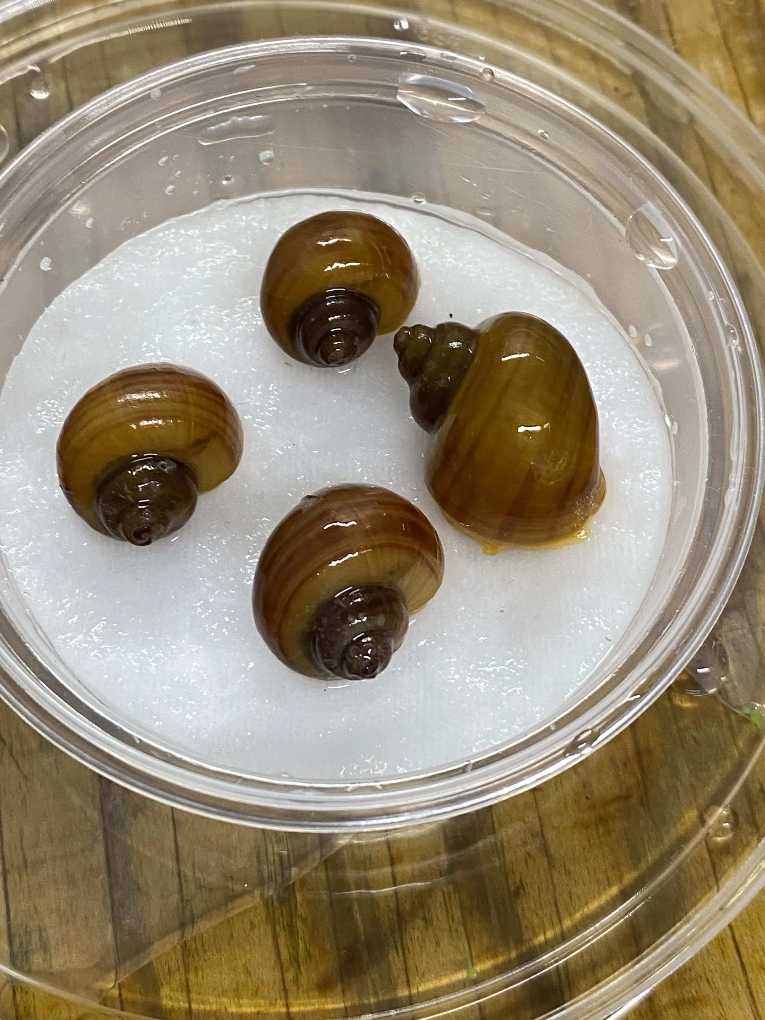 4 x brown mystery snails