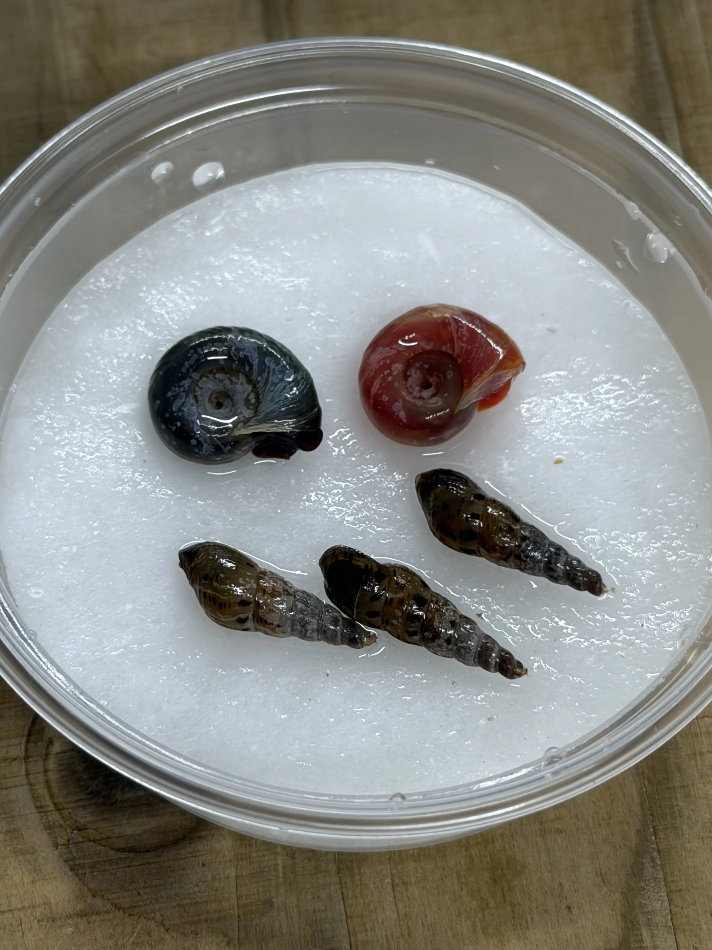 blue pink ramshorn