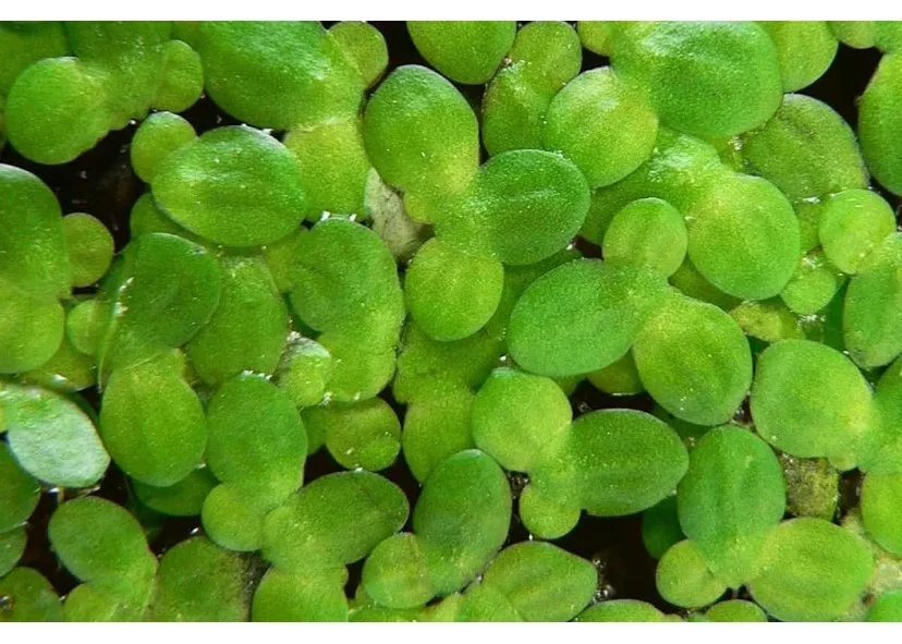 Duckweed Seeds For Aquariums & Ponds - 300pcs Aquatic Plant Seeds For Water  Gardens & Fish Tanks Live Plants For Fish Tank