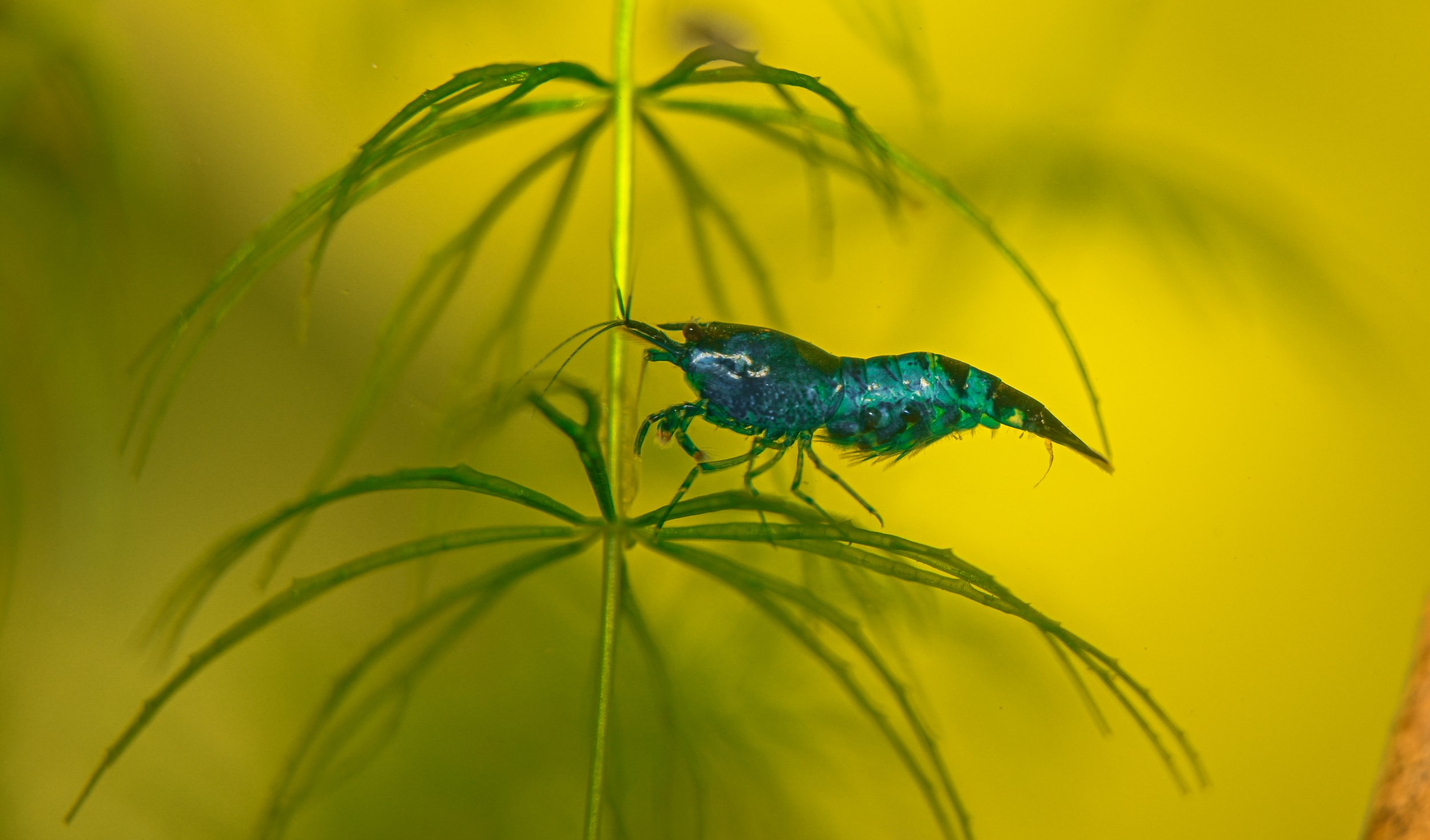 BLUE DREAM VELVET SHRIMP