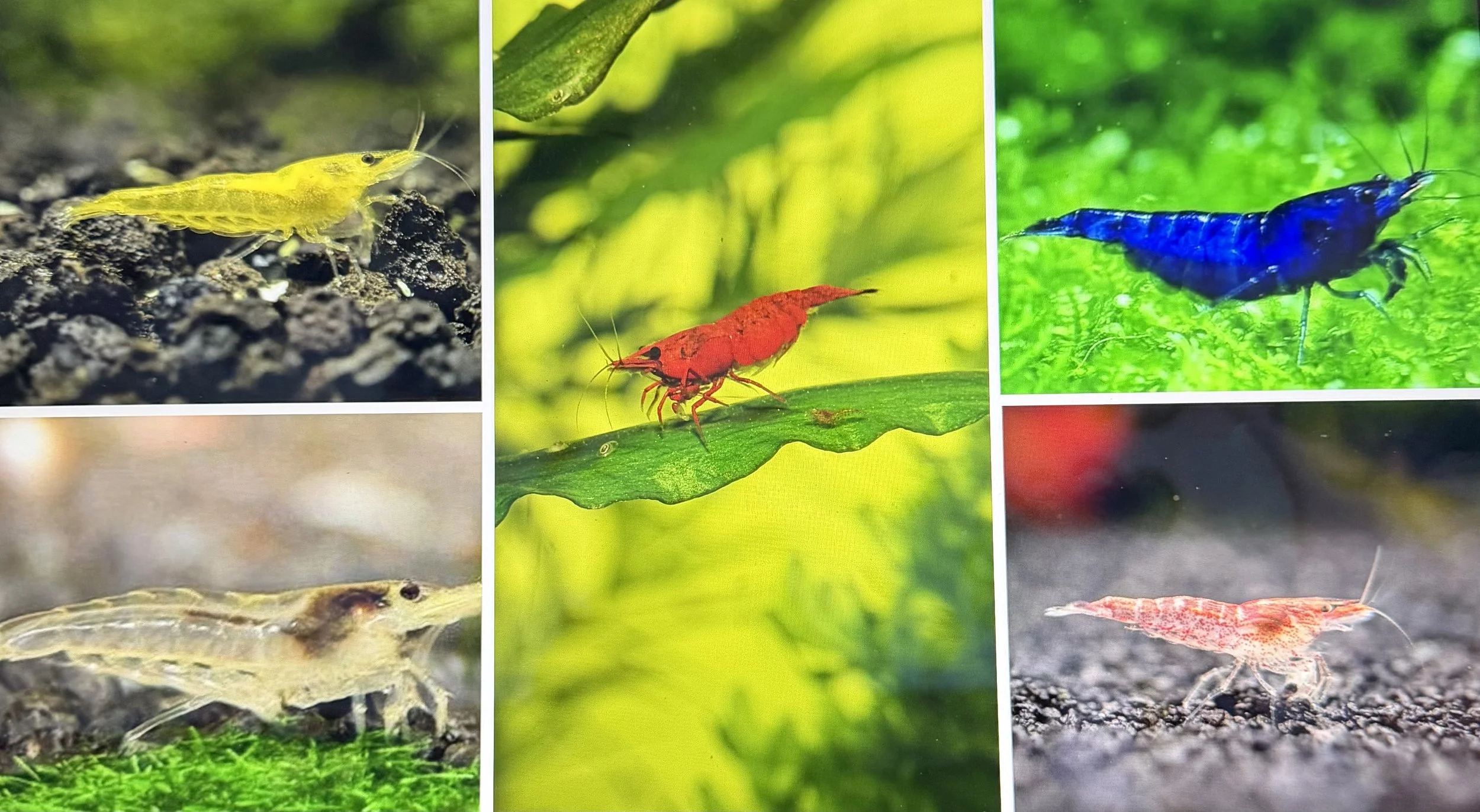 Skittle Shrimp Fresh Water Tropical Aquarium