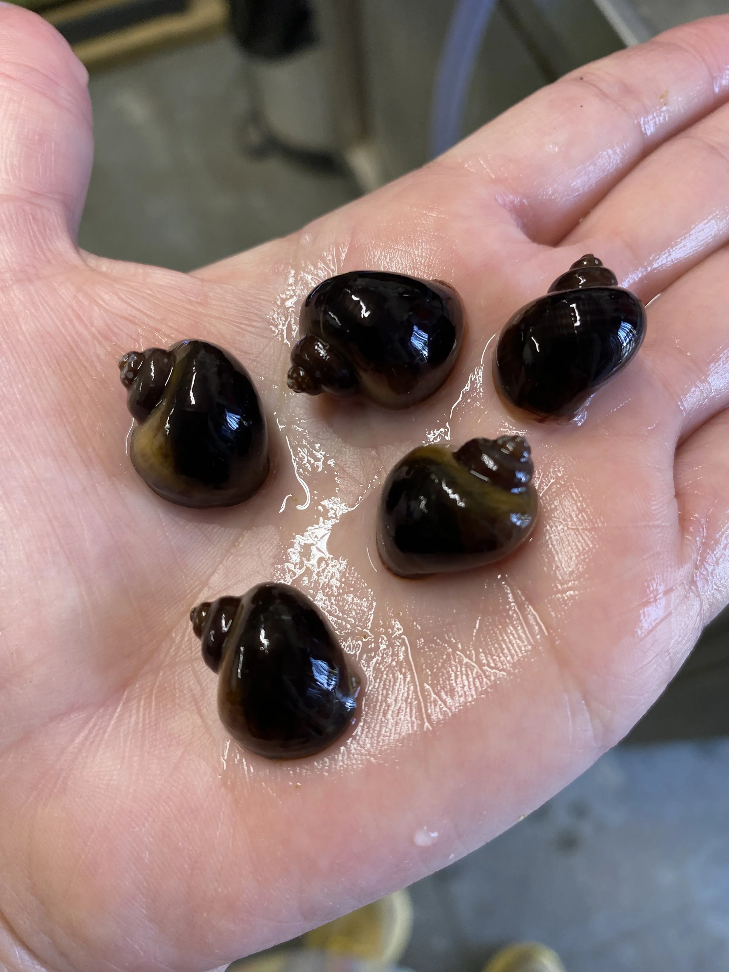 Beautiful Dark Purplish Brown Shaded Mystery Snails Pomacea Bridgesii