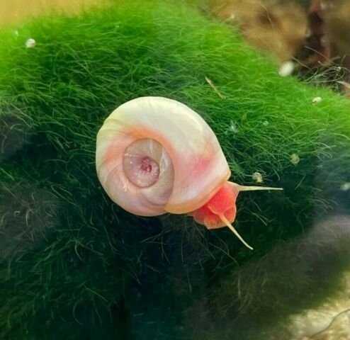 Pink Ramshorn Snail