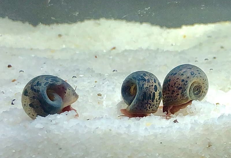 Blue Leopard Ramshorn Snail — The Shrimp Room
