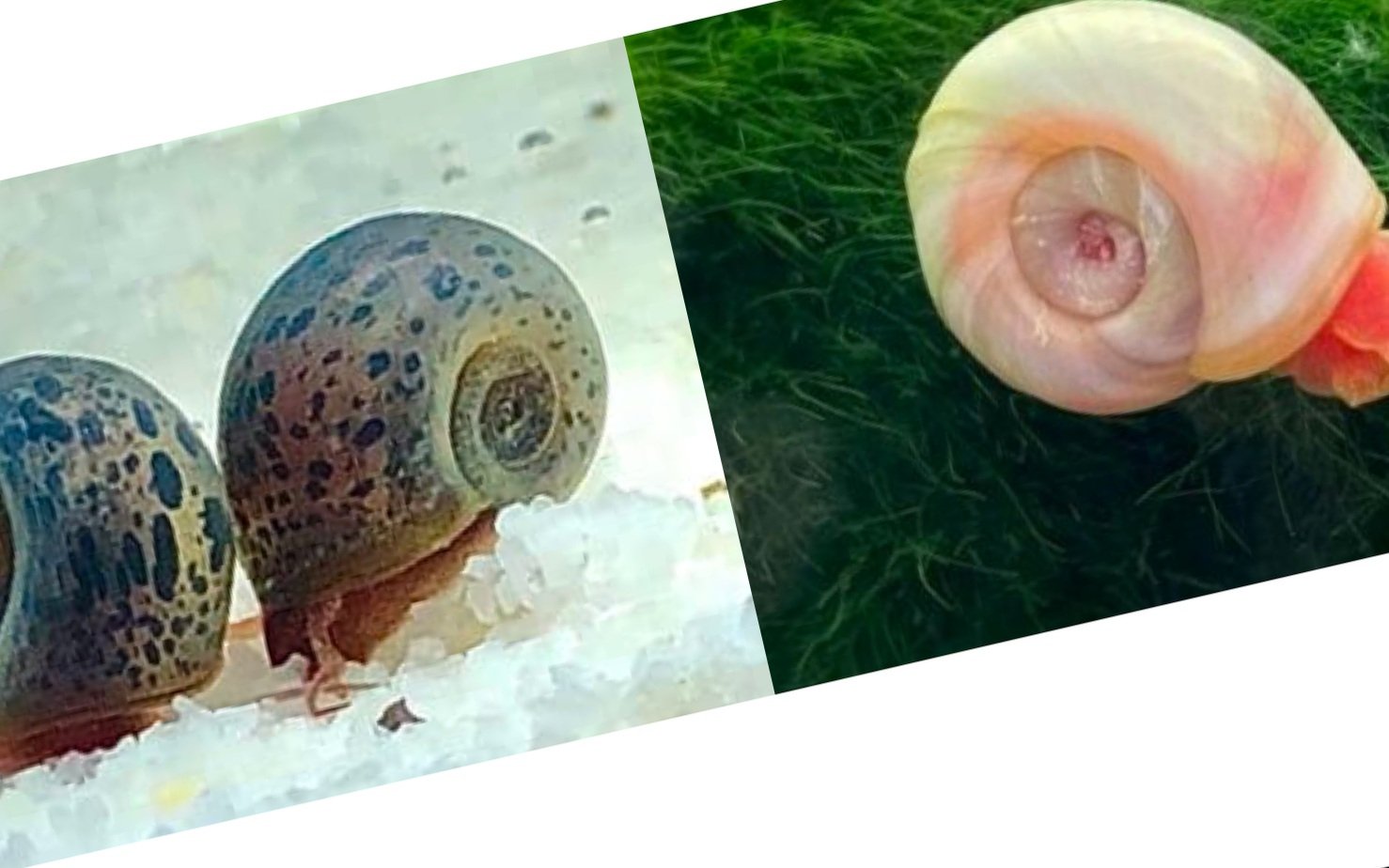 Blue Leopard & Pink Ramshorn Snail