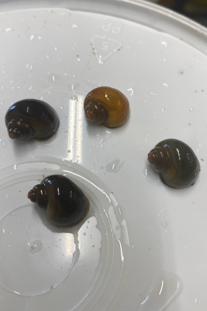 4 x Beautiful Rare Purple, Golden, Pinky, Blueish, Brown Mystery Snail Pomacea Bridgesii