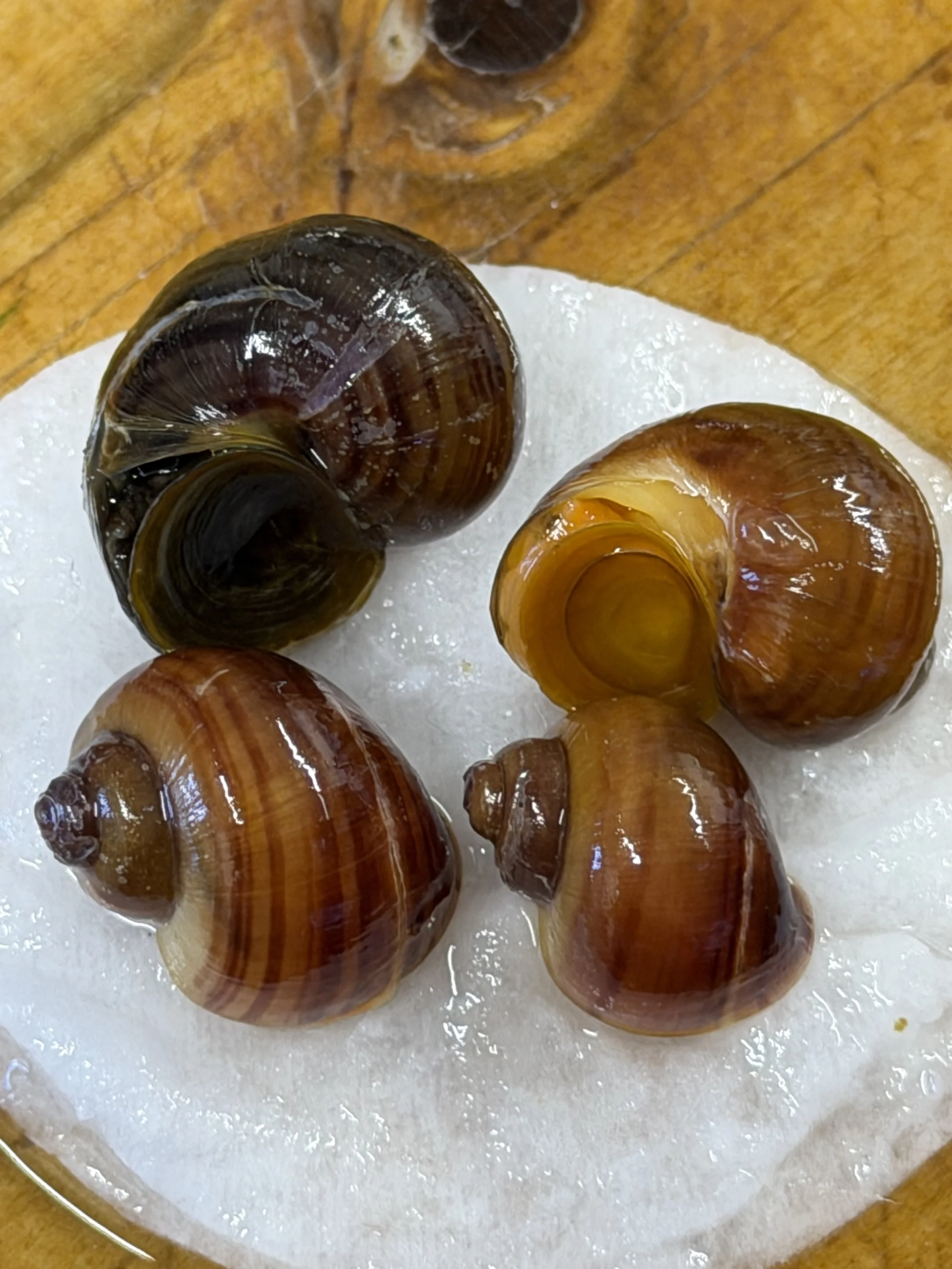 4 x mystery snails