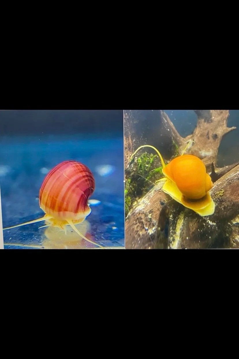 magenta mystery golden apple snail