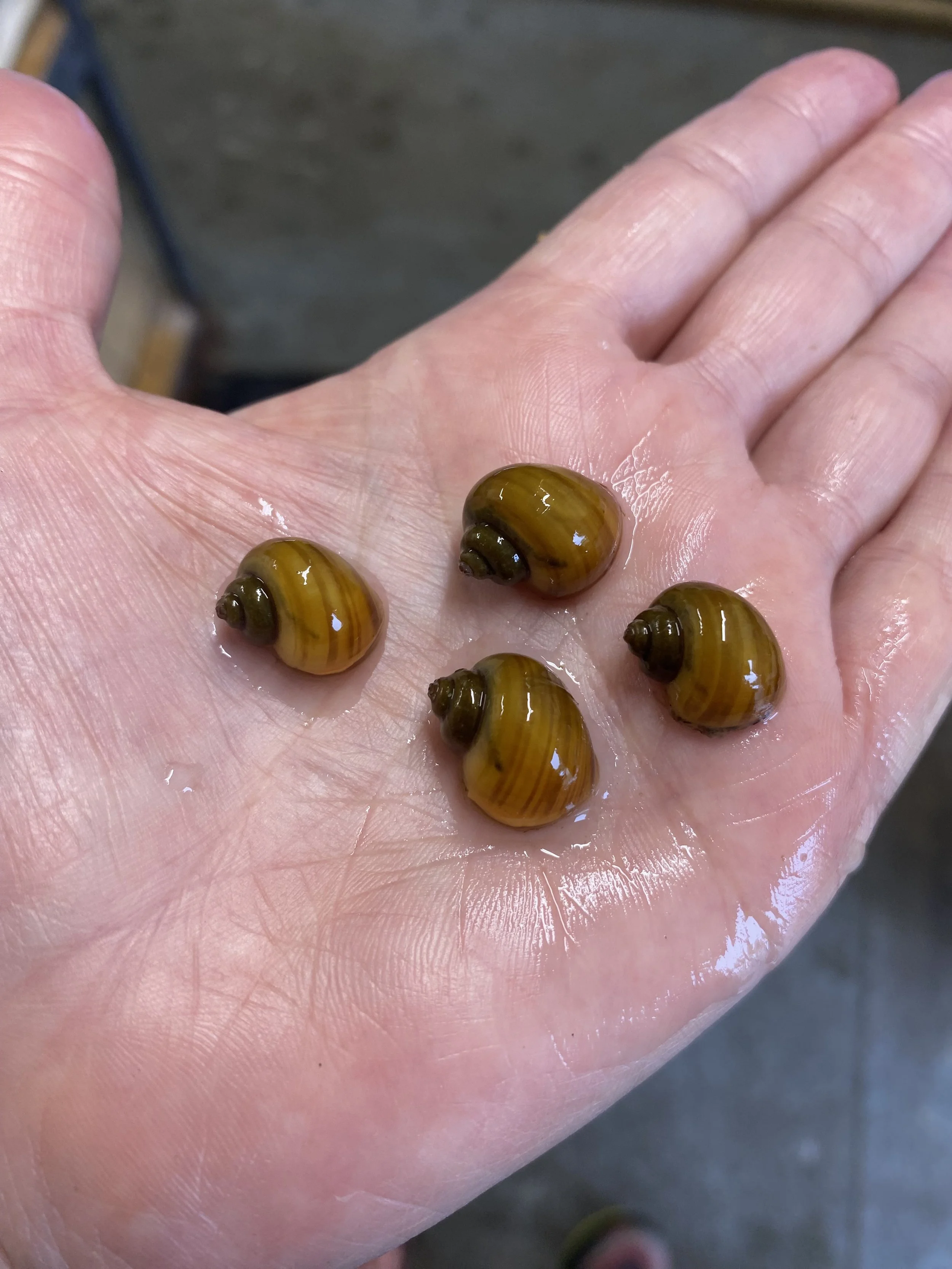 chestnut mystery snail