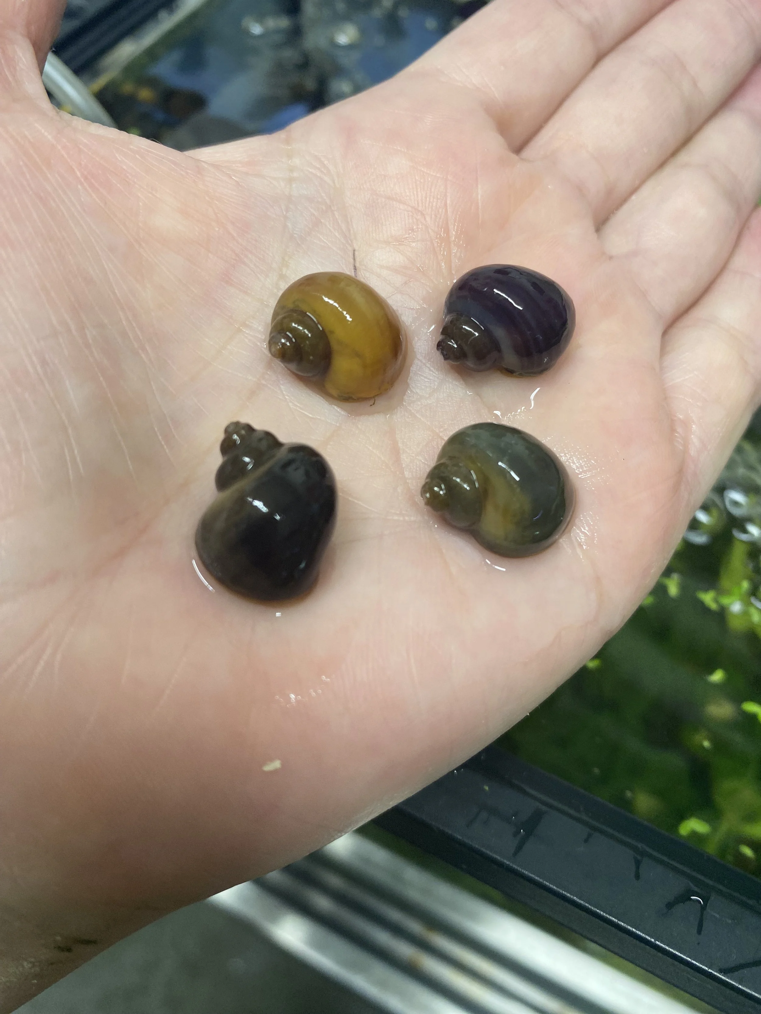 4 x mystery snails