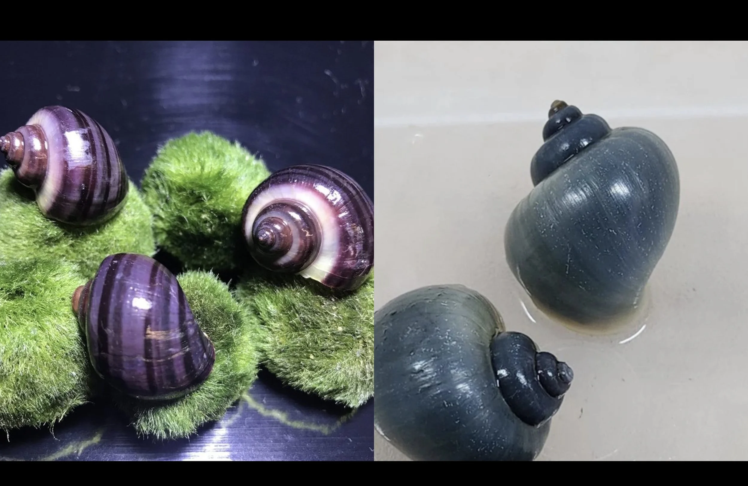 purple:blue mystery snails