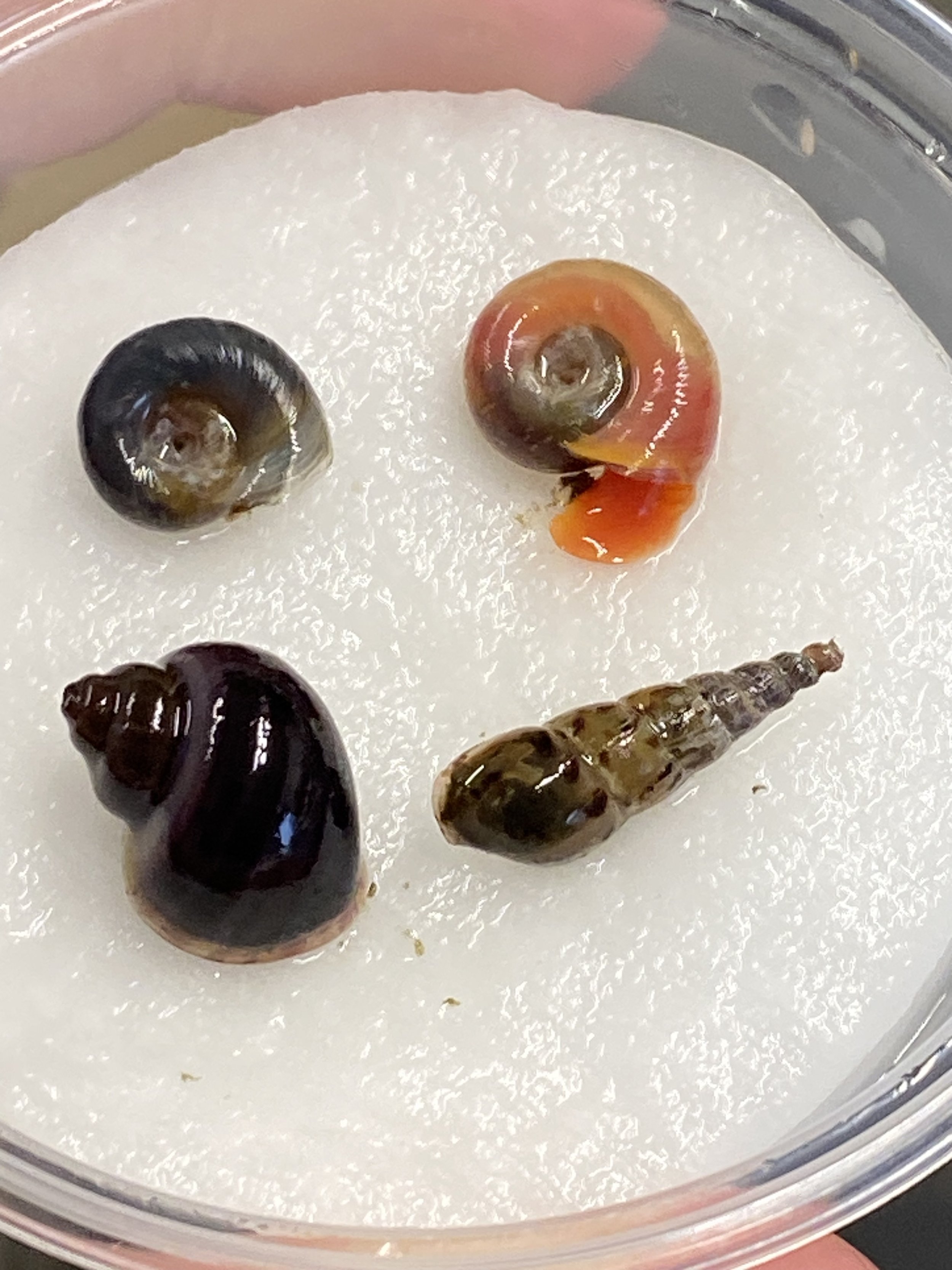 purple mystery snail