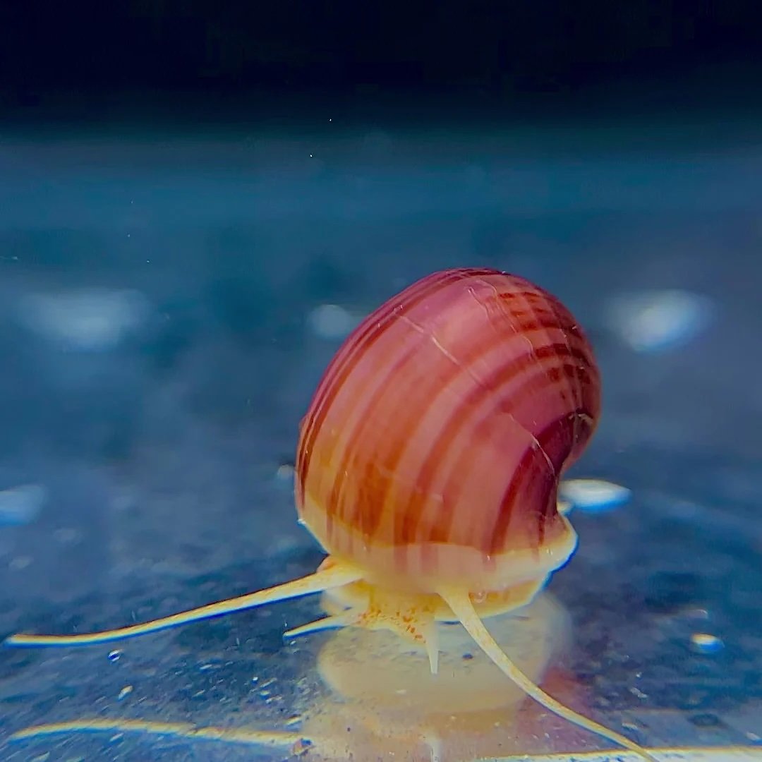 magenta snail.jpeg