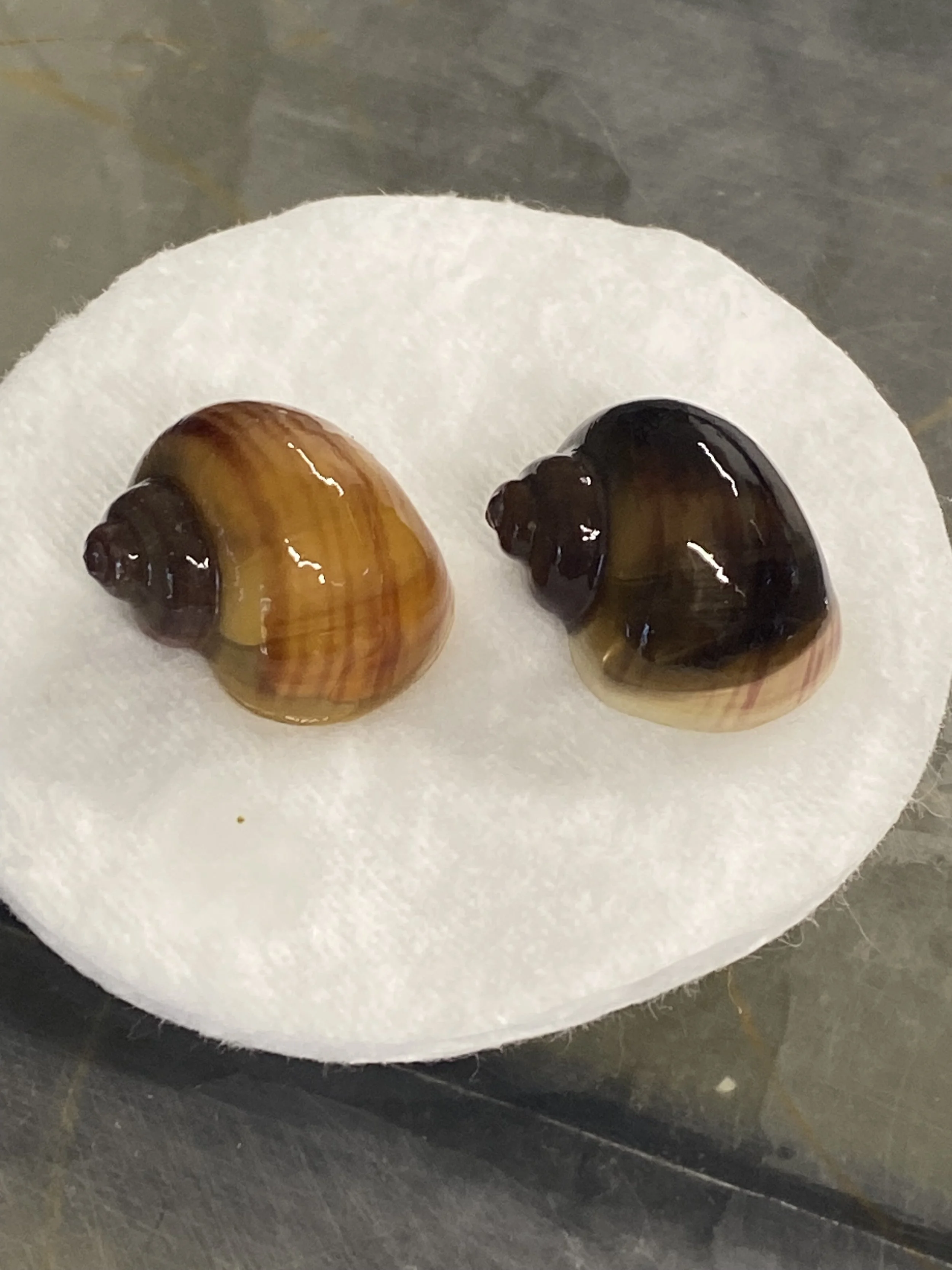 chestnut and brown mystery snail