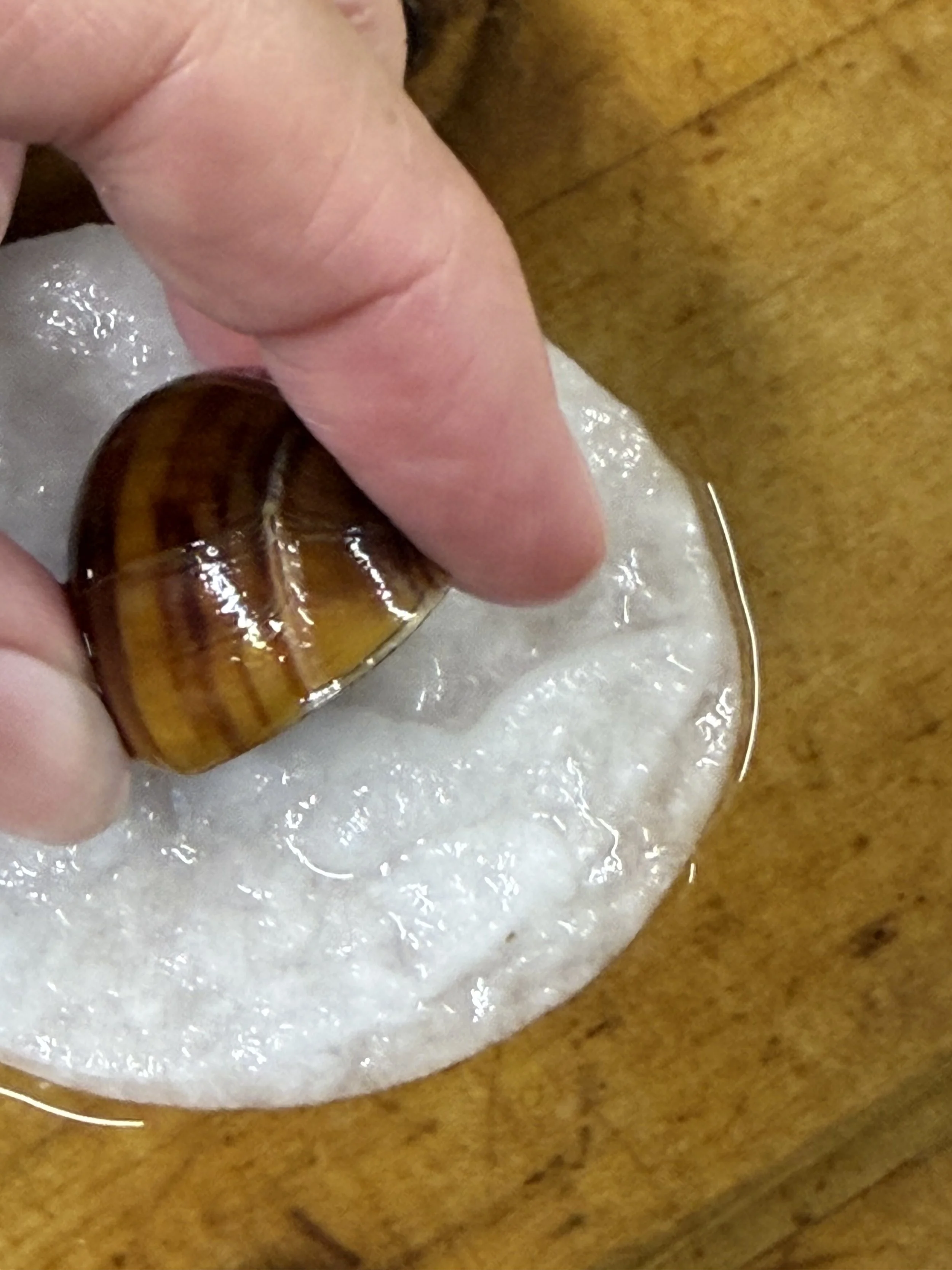 purple mystery snail