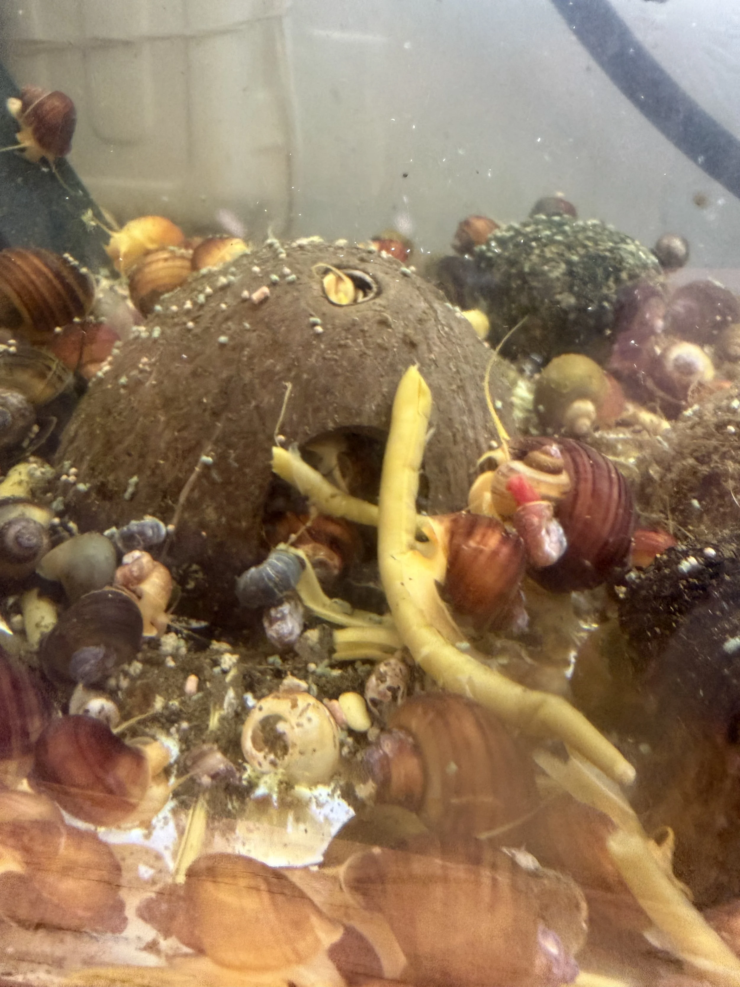 mystery snails & coconut shells