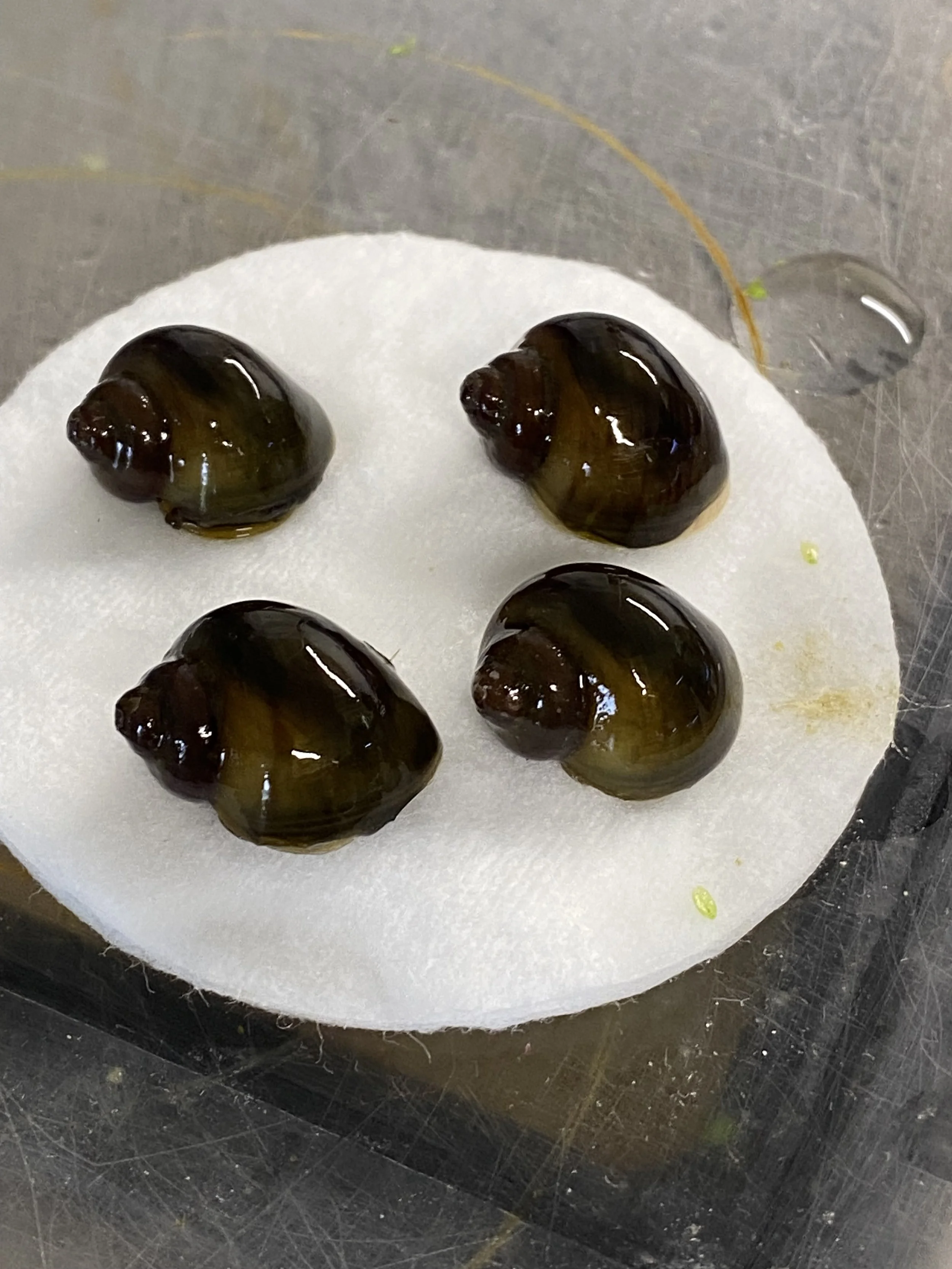 4 x Beautiful Dark Purplish Brown Shaded Mystery Snails Pomacea Bridgesii